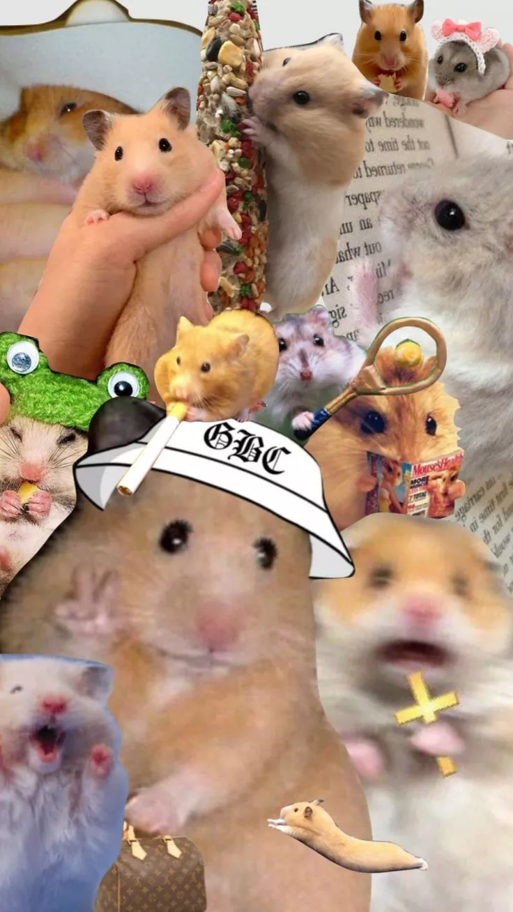 Cute hamsters, Hamster, Cute animals