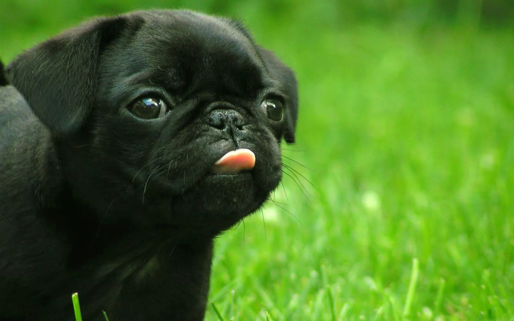 Pug in Green HD Wallpaper