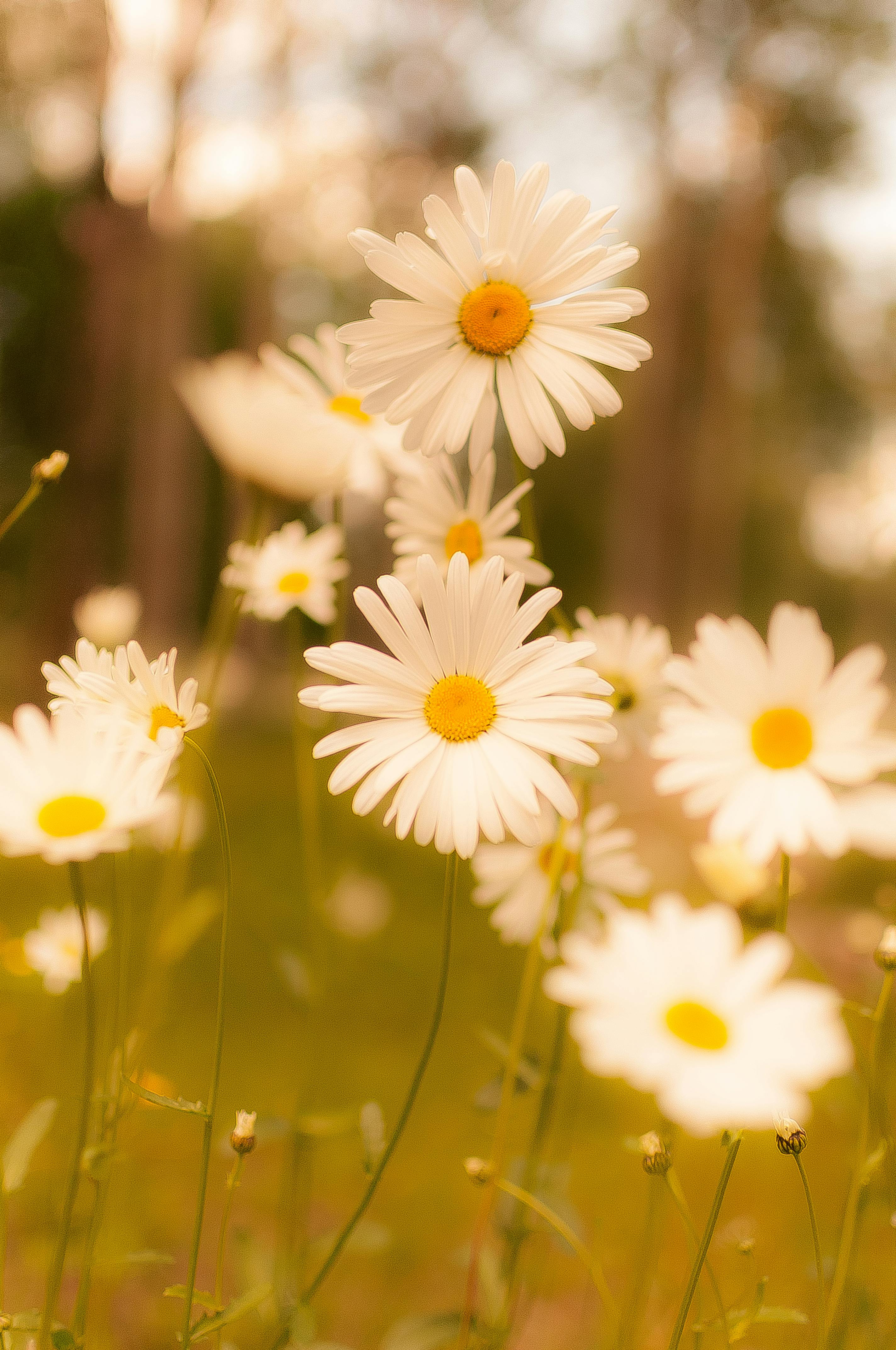 Daisy Flower Photo, Download The BEST