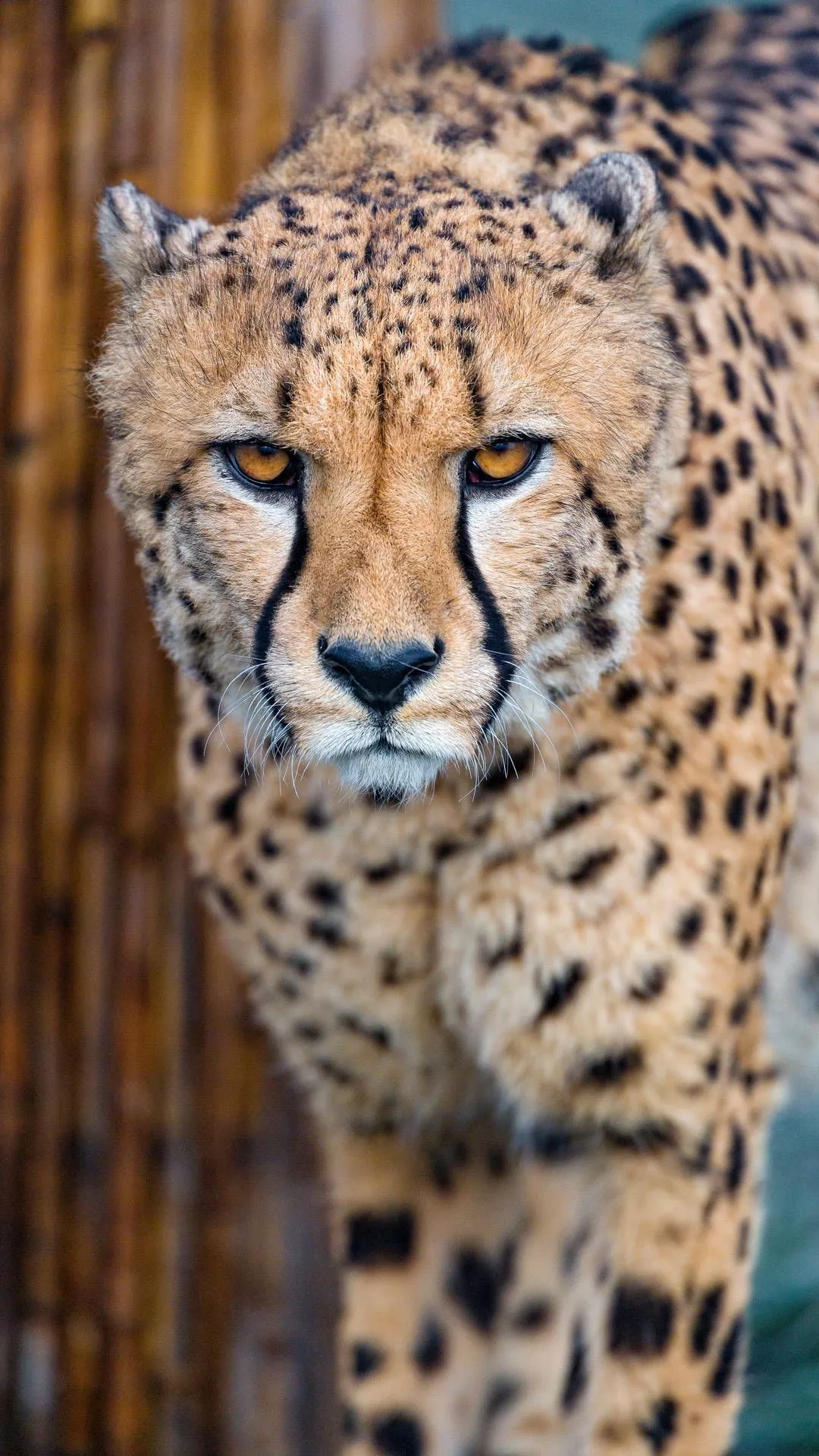 Yellow Eyed Wild Cheetah Wallpaper