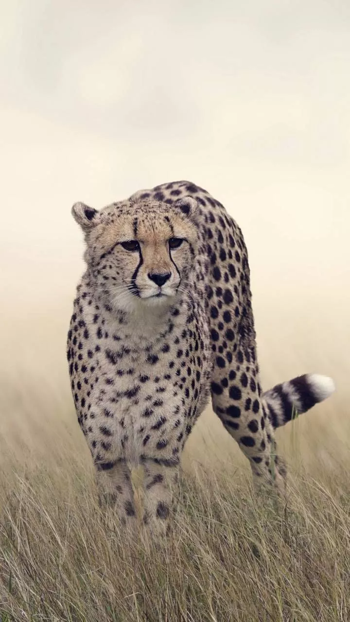 Cheetah wallpaper