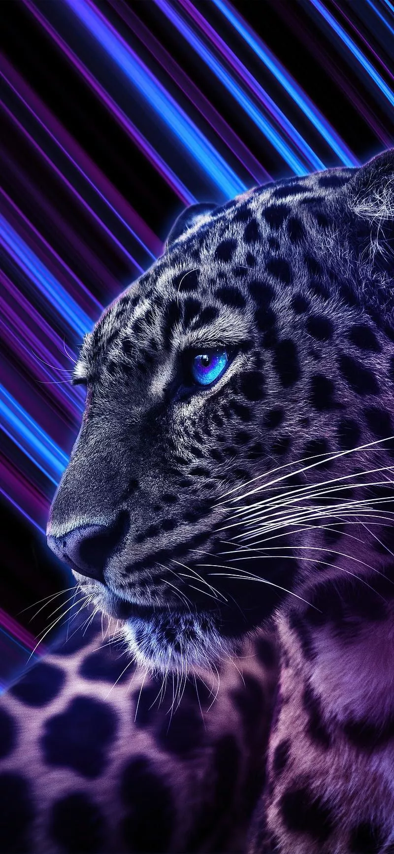 HD cheetah wallpaper