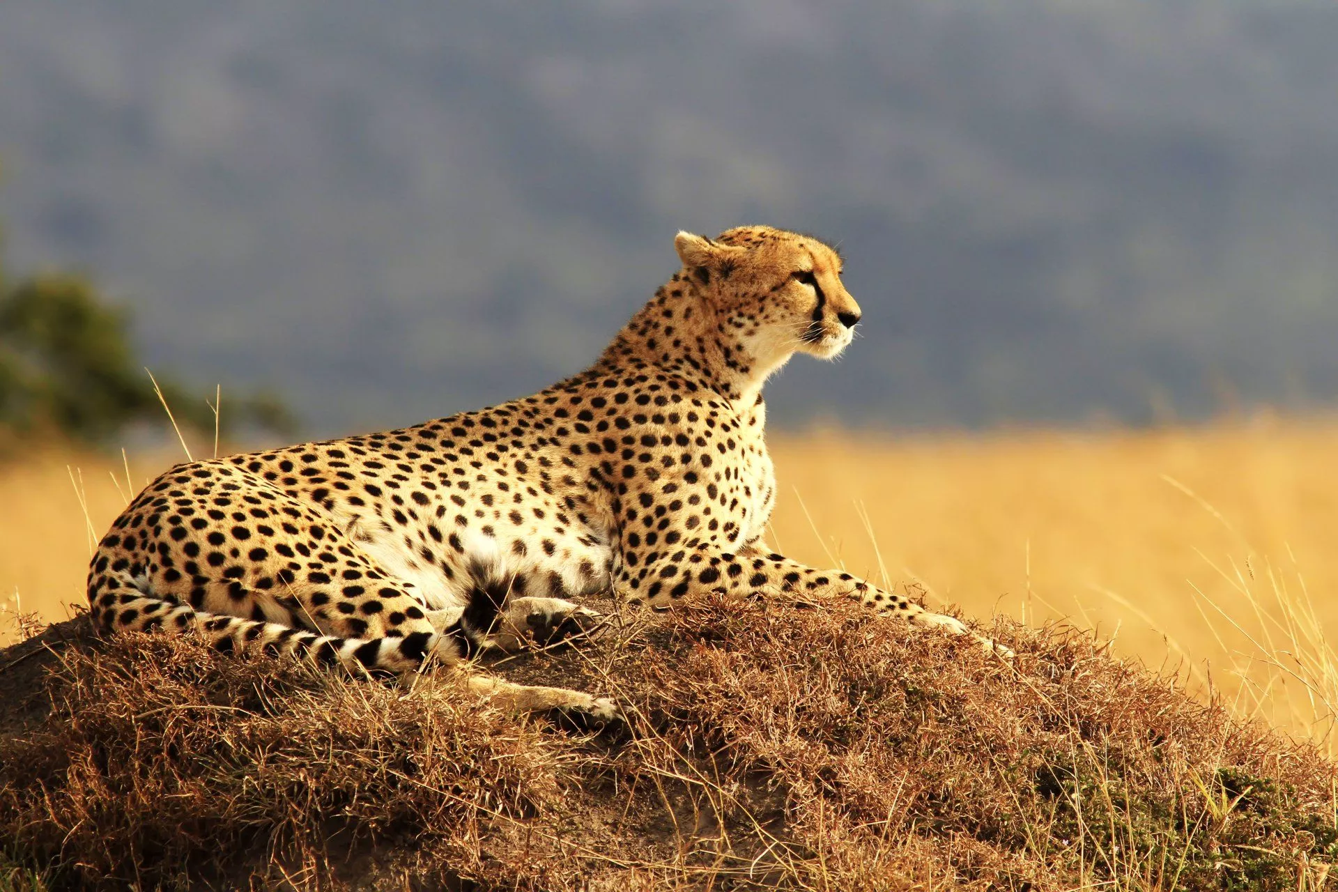 Download Resting Animal Cheetah 4k