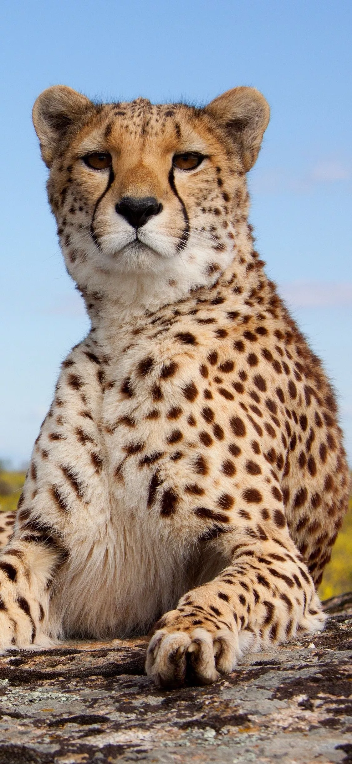 Cheetah Wallpaper