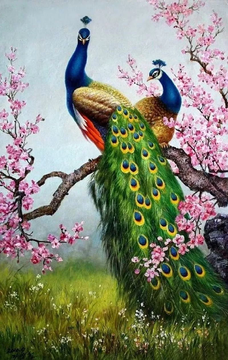 HD peacock wallpaper