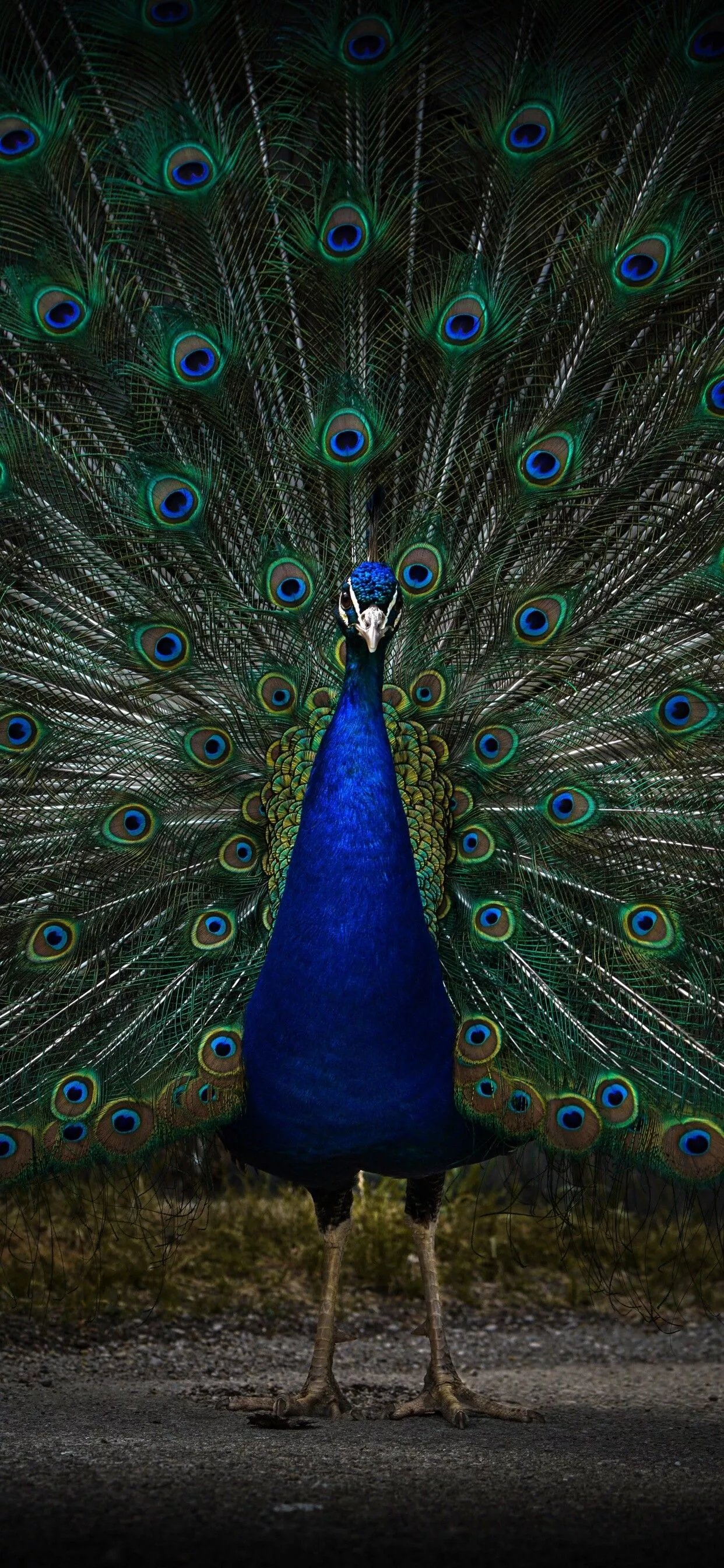 Peacock Wallpaper
