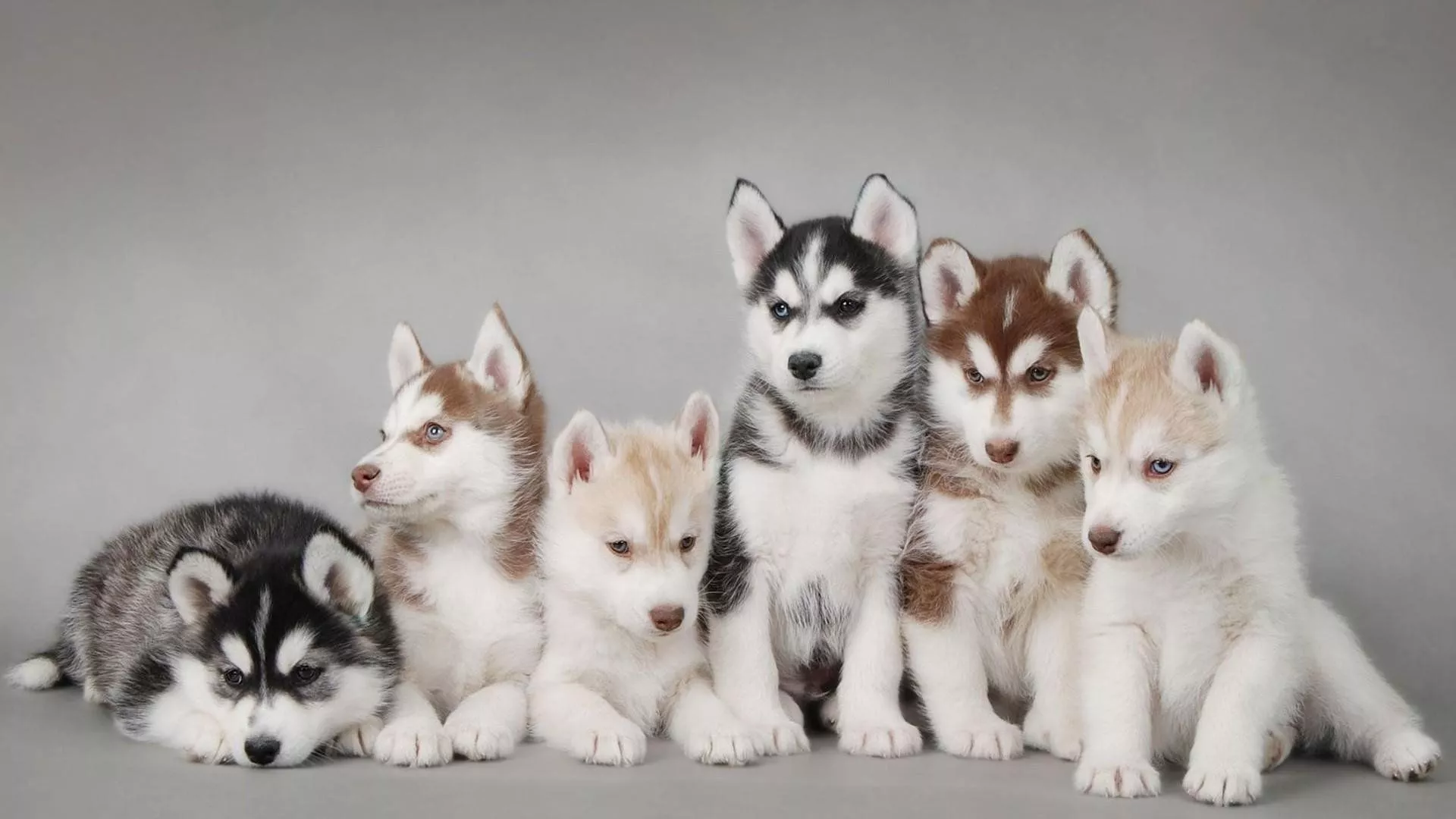 Adorable Husky Puppies HD Wallpaper