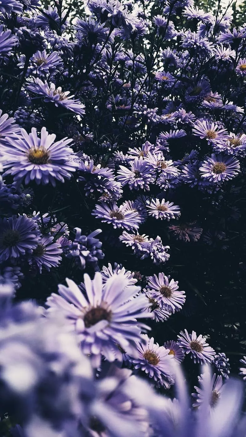 daisy, dark, flowers, flower, nature