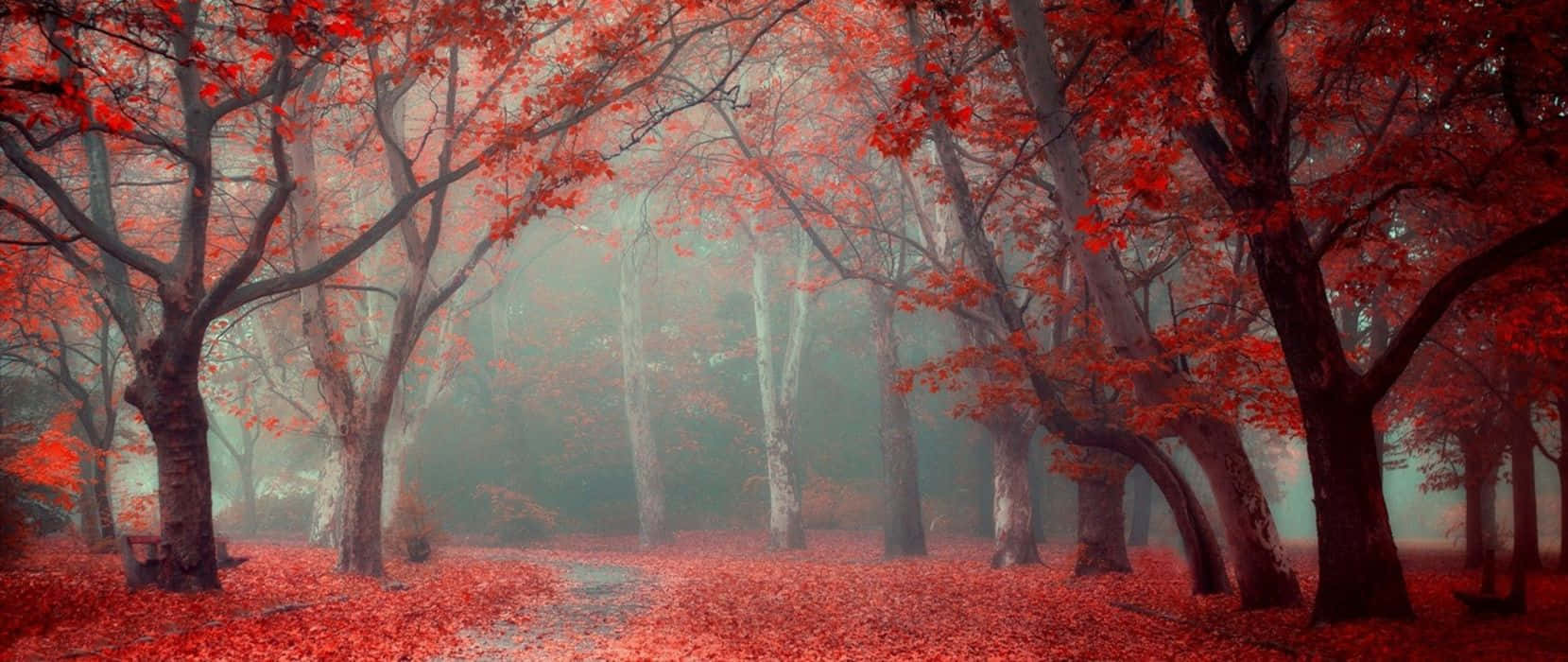 Trees Red Ultra Wide HD Wallpaper