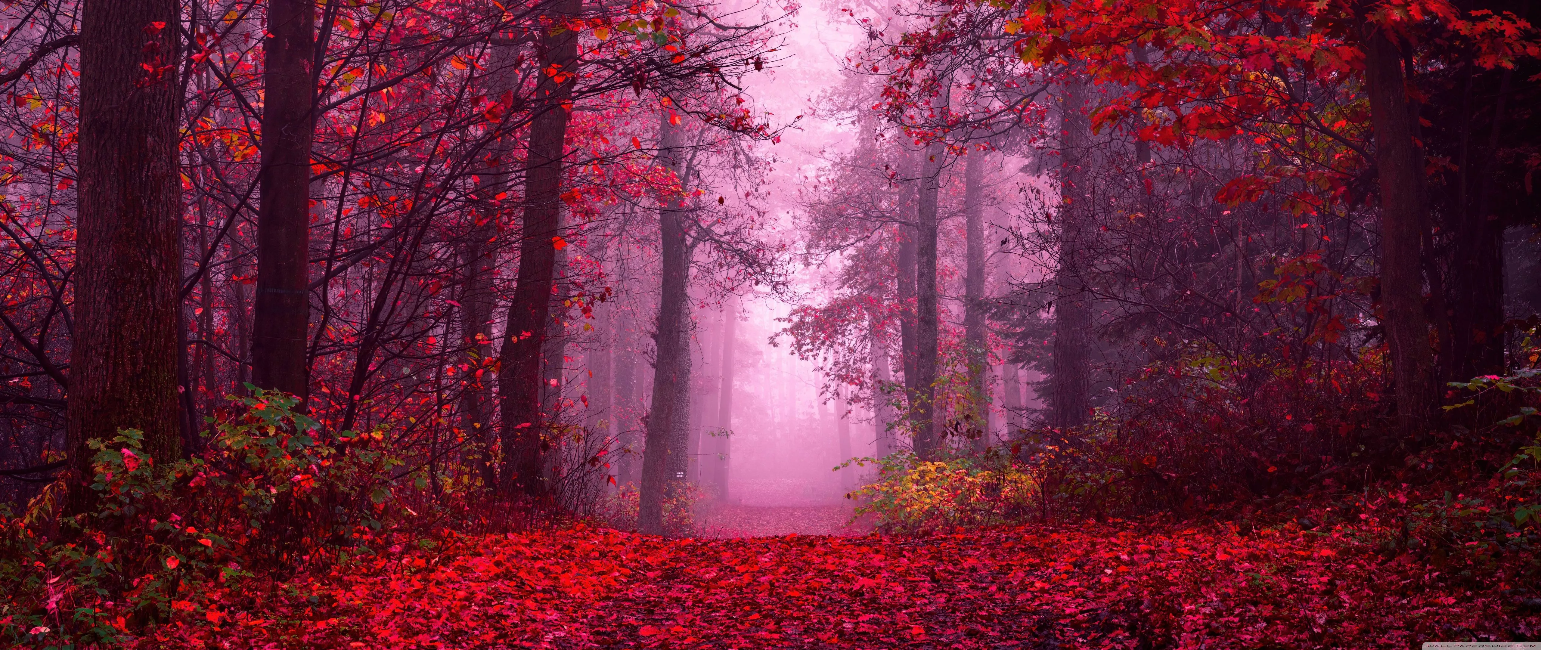 Red Fall Aesthetic Ultra HD Wallpaper