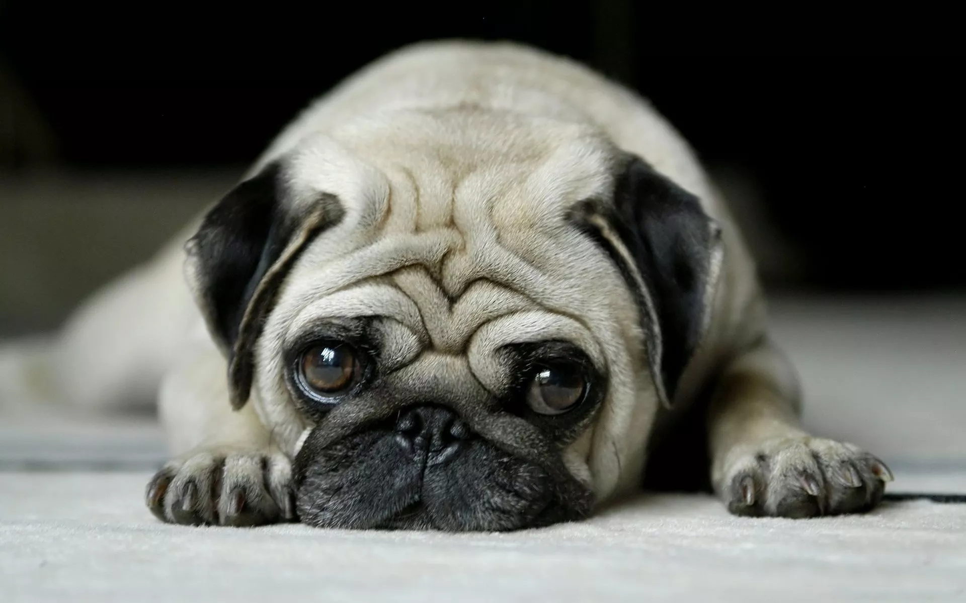 Adorable Pug HD Wallpaper