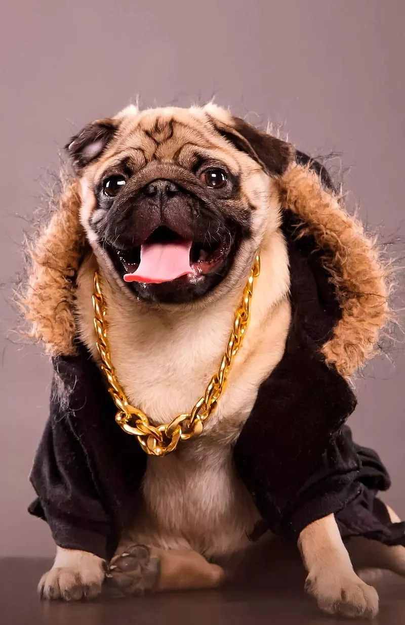 HD cool pug wallpaper