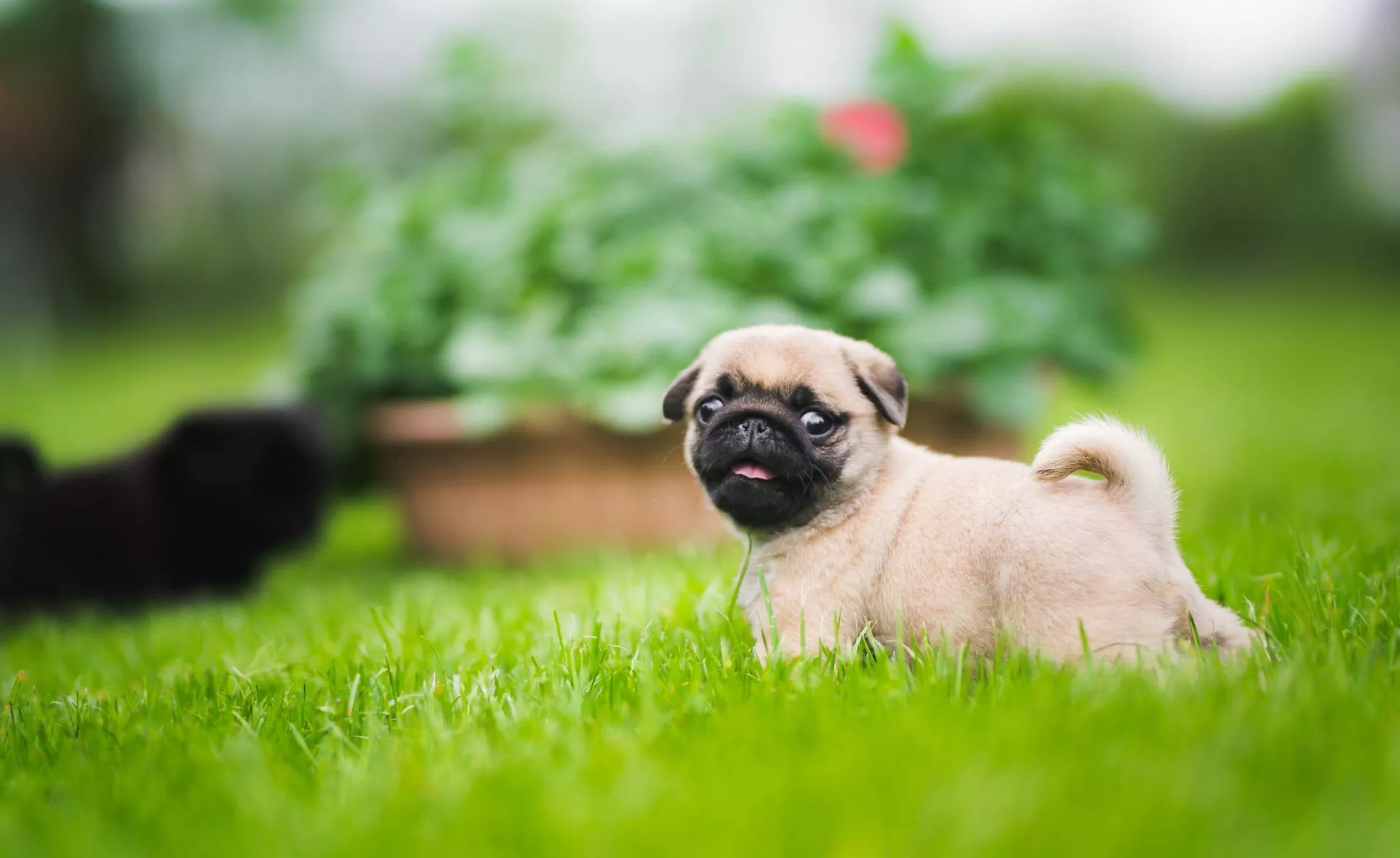 My Puppy Pug HD Wallpaper New Tab