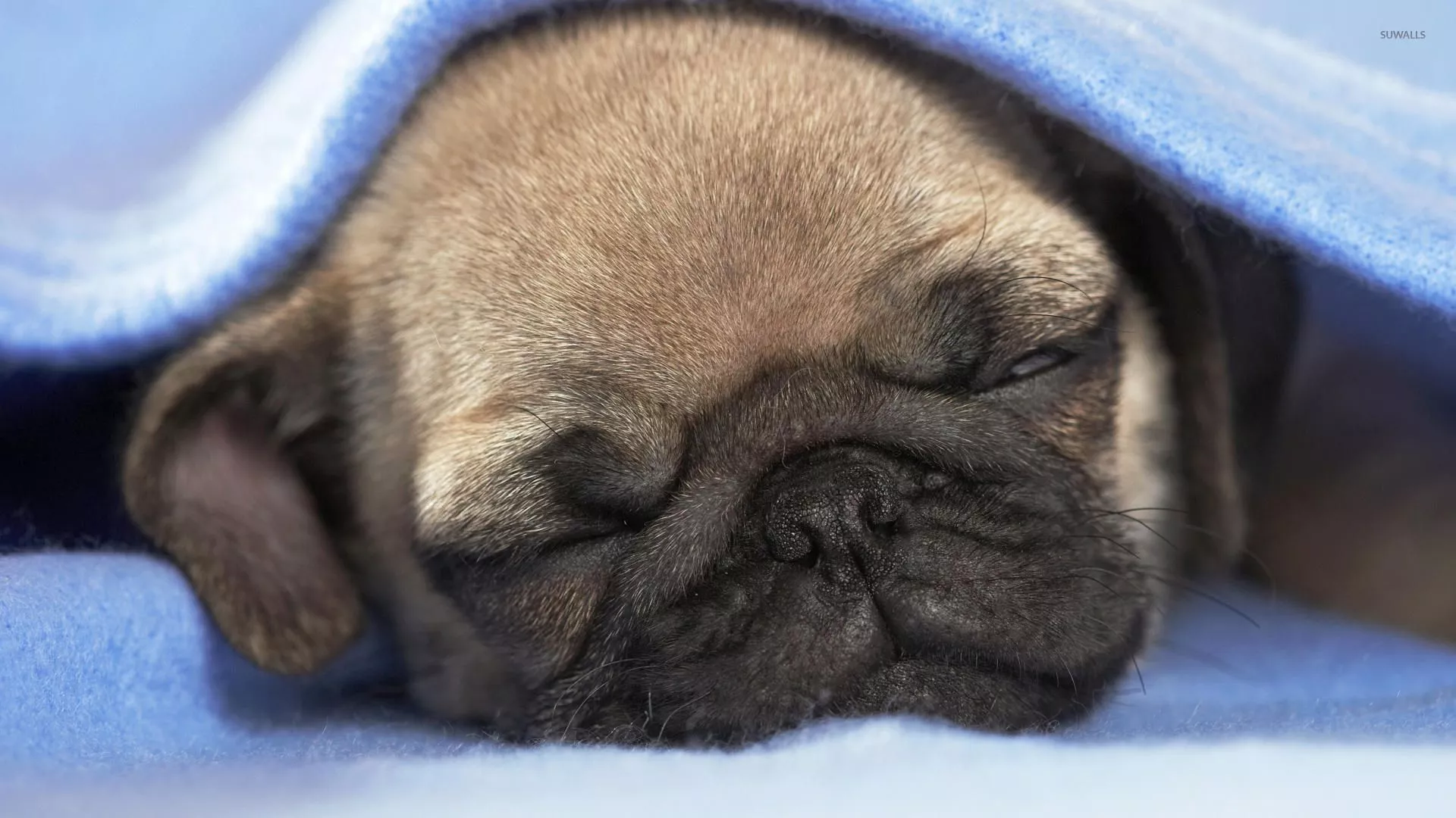 Pug Puppy wallpaper wallpaper
