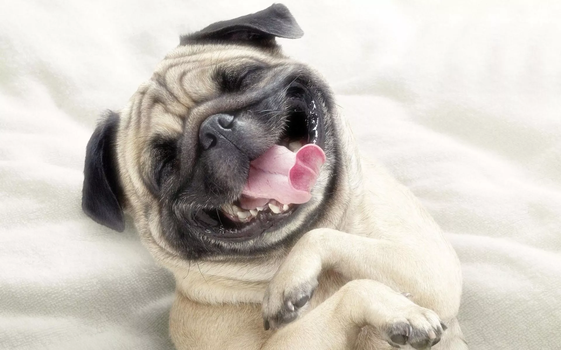 Happy Pug HD Wallpaper: A Joyful Companion