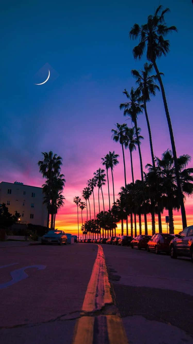 Palm Trees iPhone Wallpaper