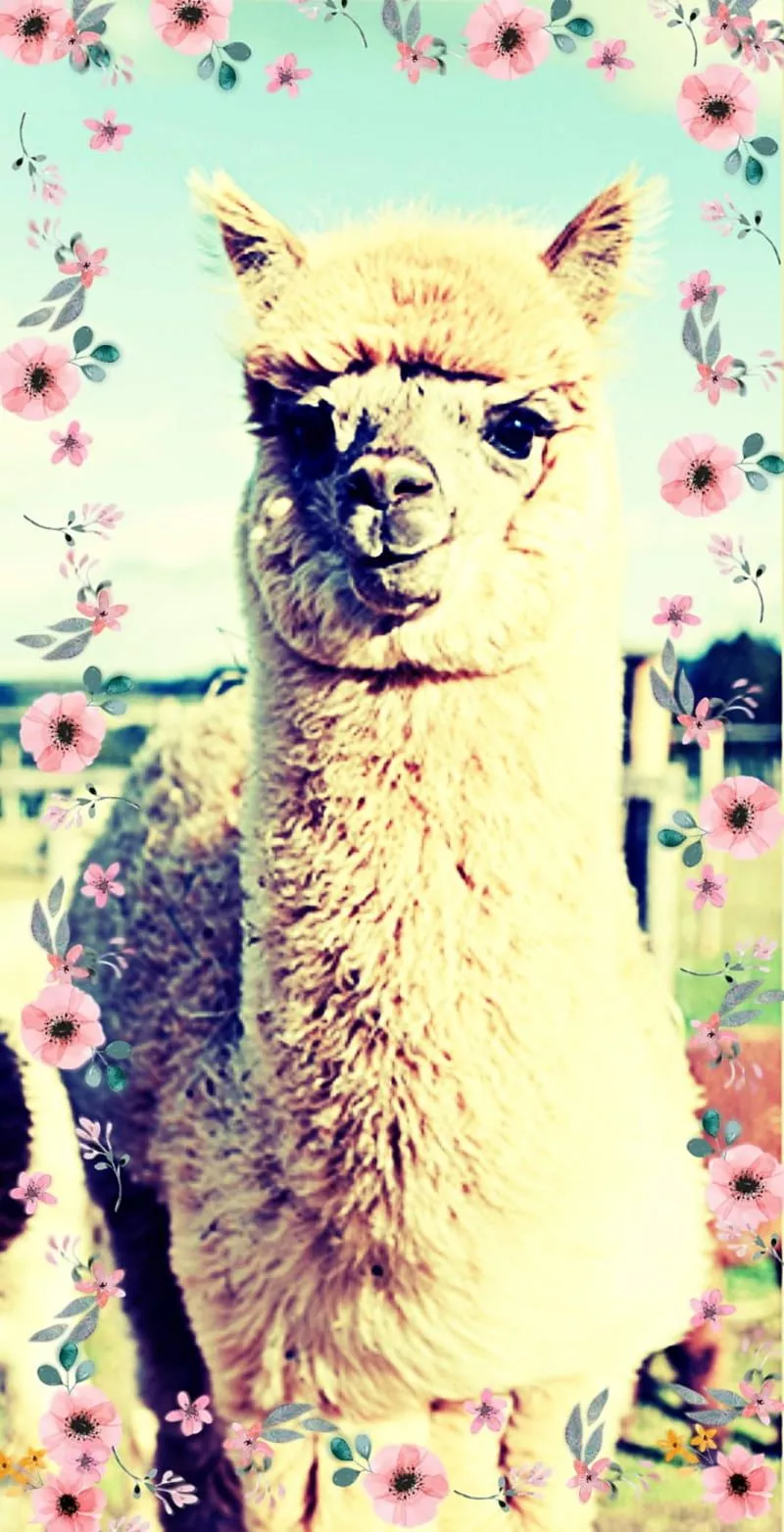 HD “lovely llama” wallpaper