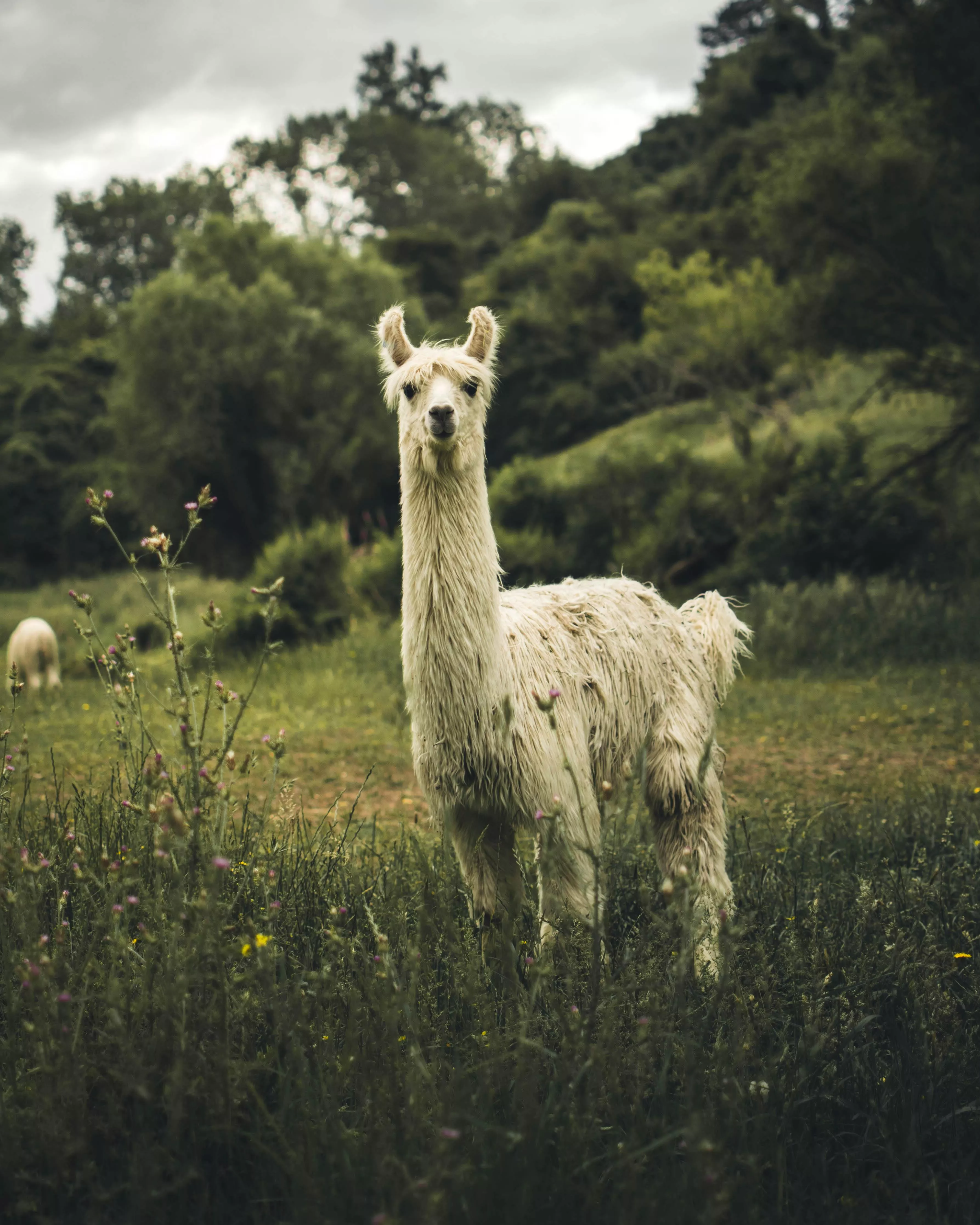 Llama Photo, Download The BEST Free
