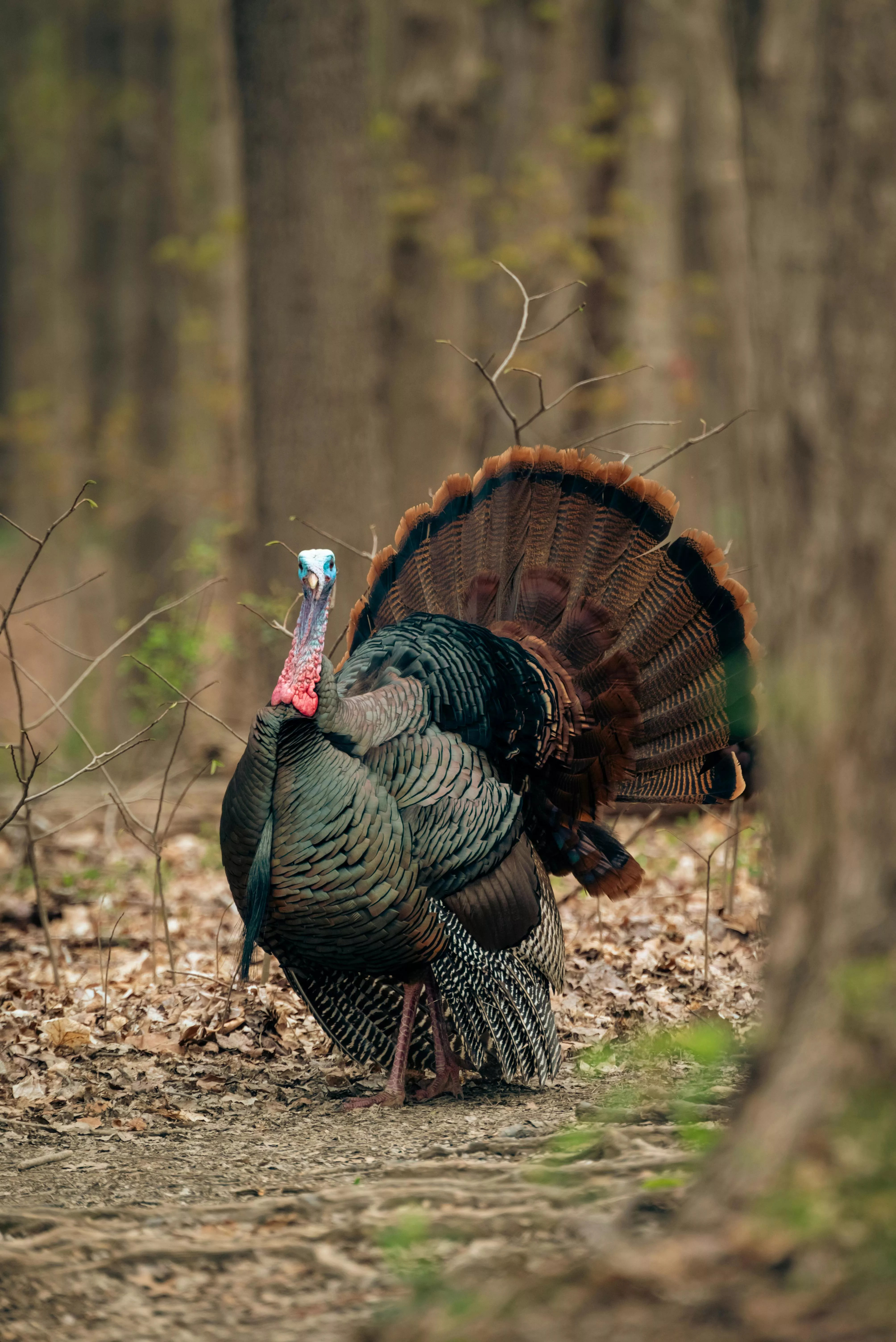 Wild Turkey Bird · Free