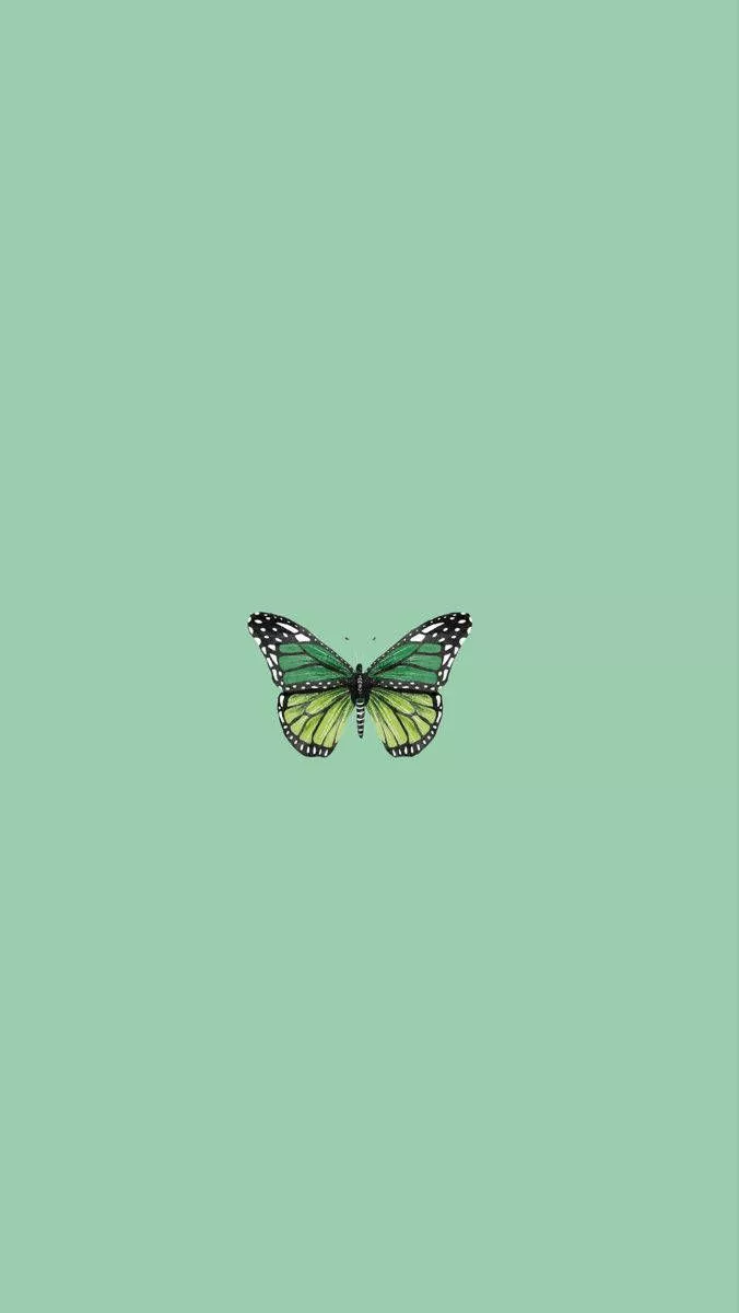Download Mint Green Butterfly Wallpaper