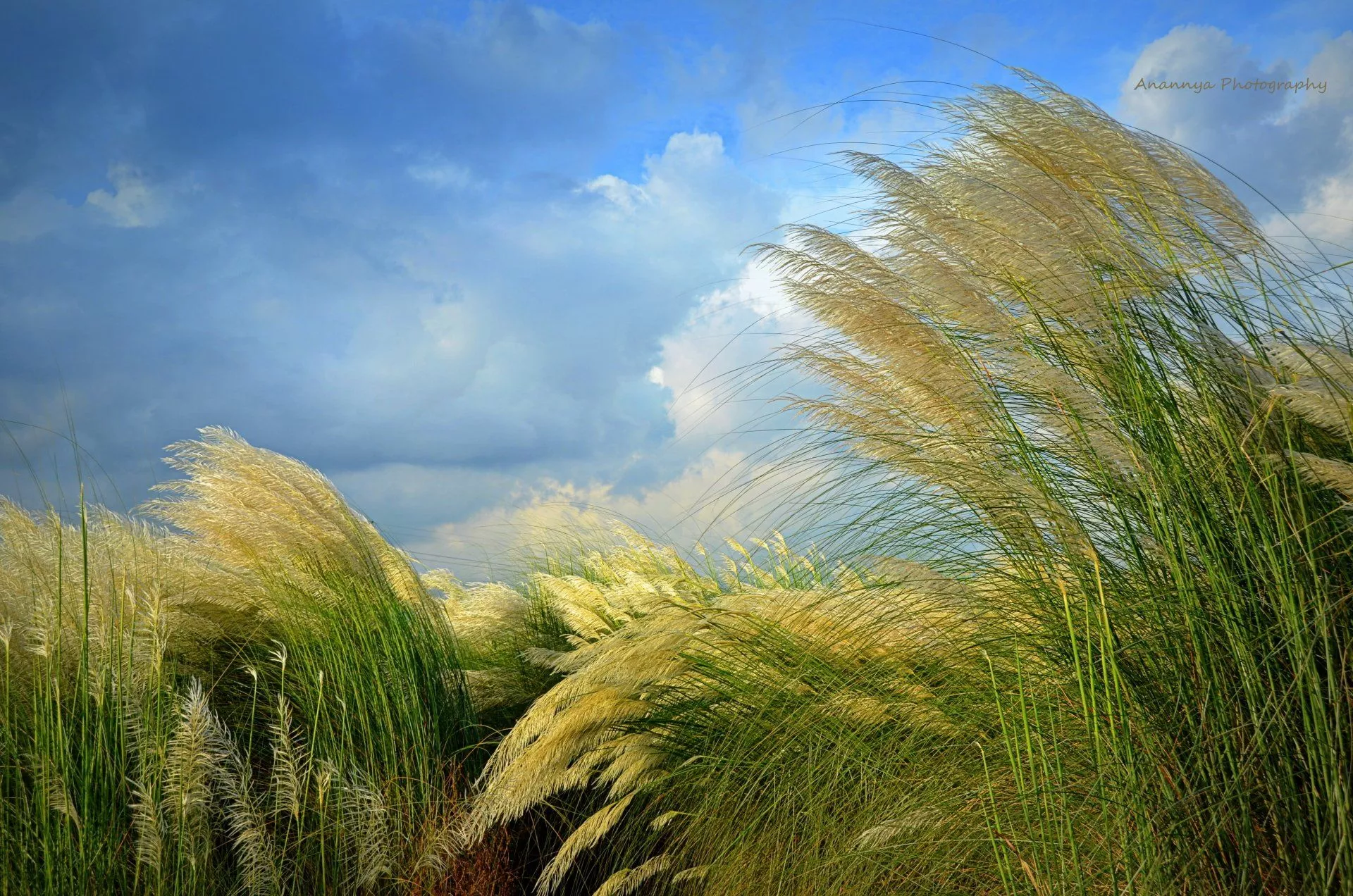 Download Wind Nature Flower 4k Ultra HD