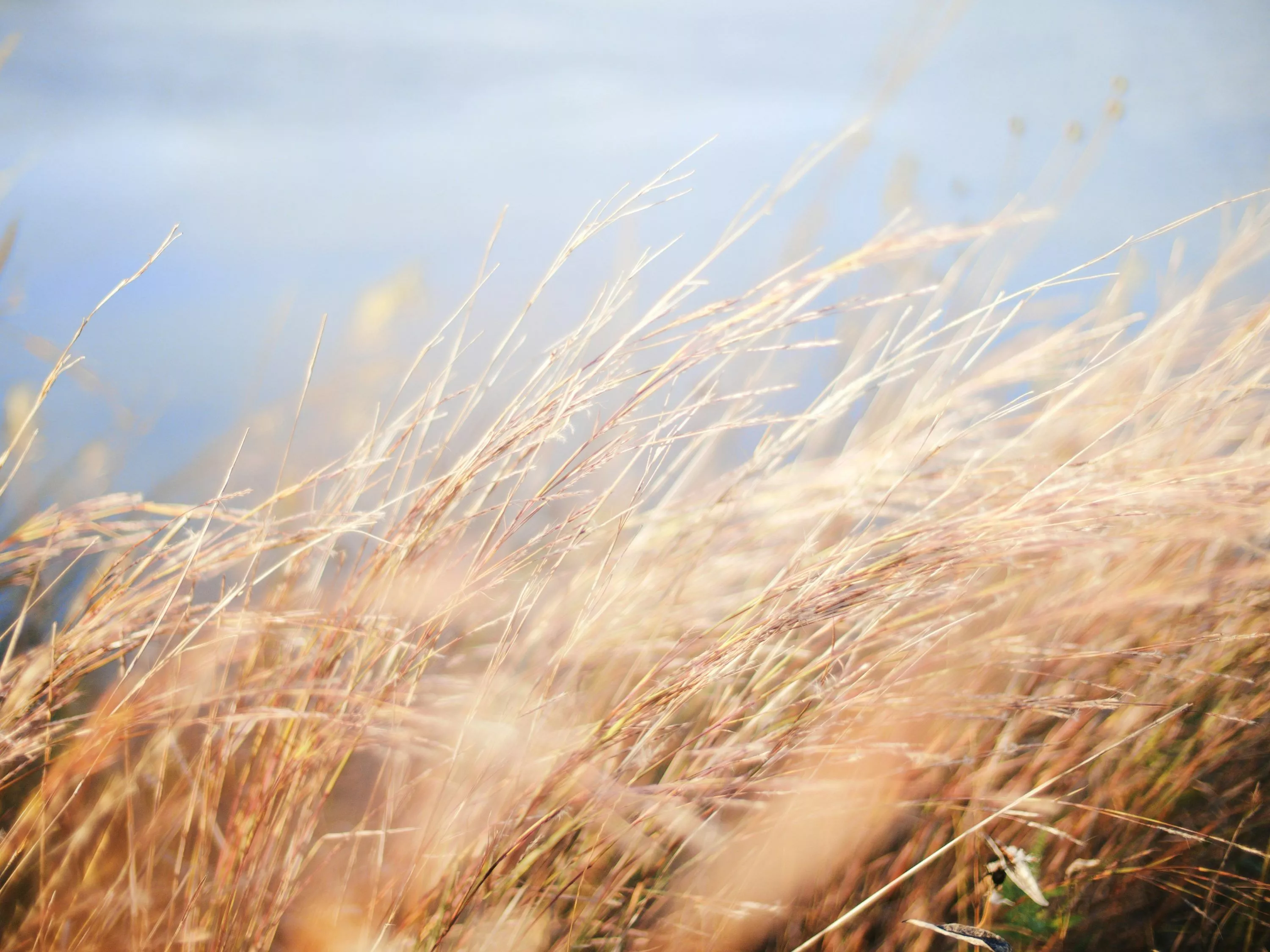 Strong Wind Picture. Download Free