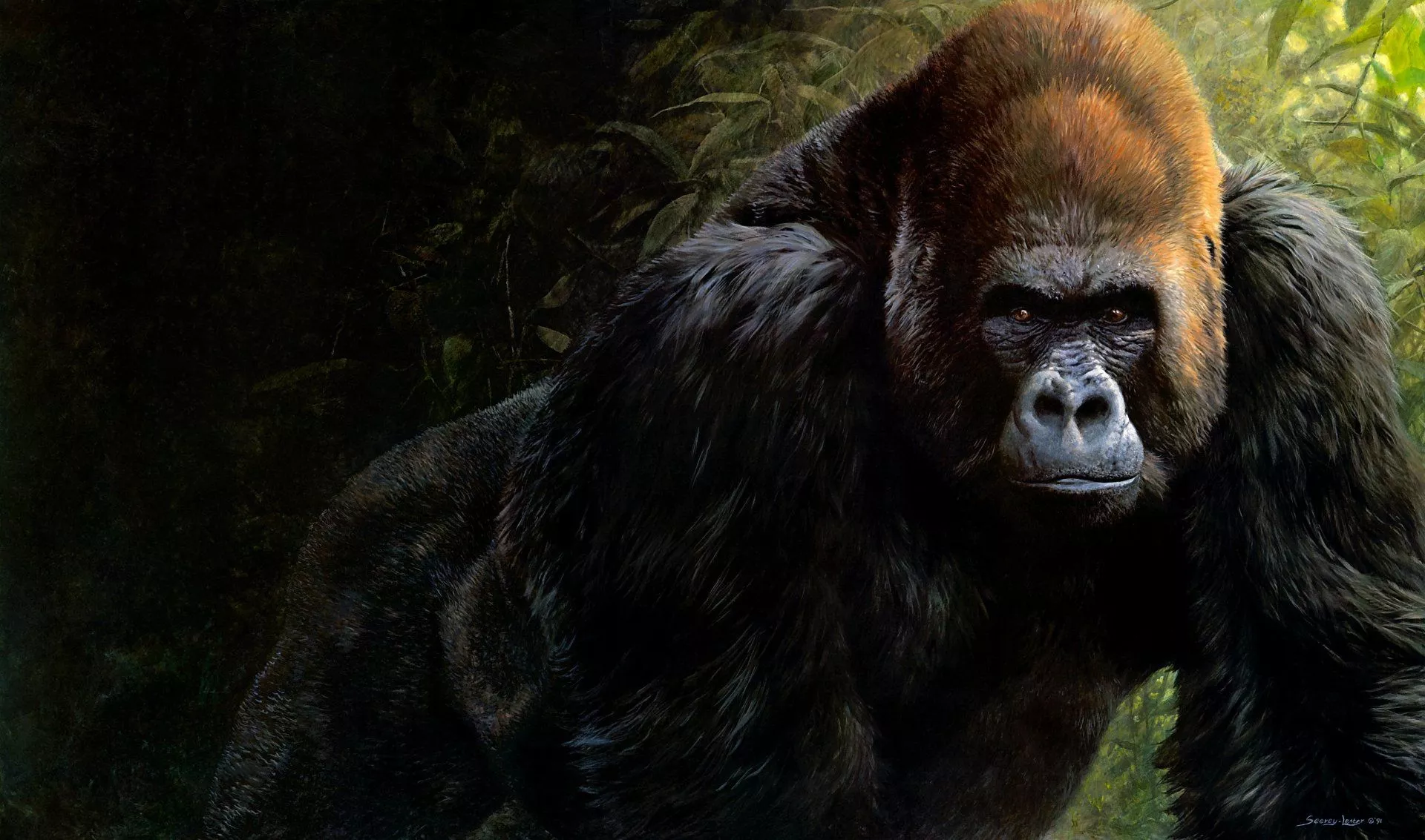 Download Monkey Animal Gorilla 4k Ultra