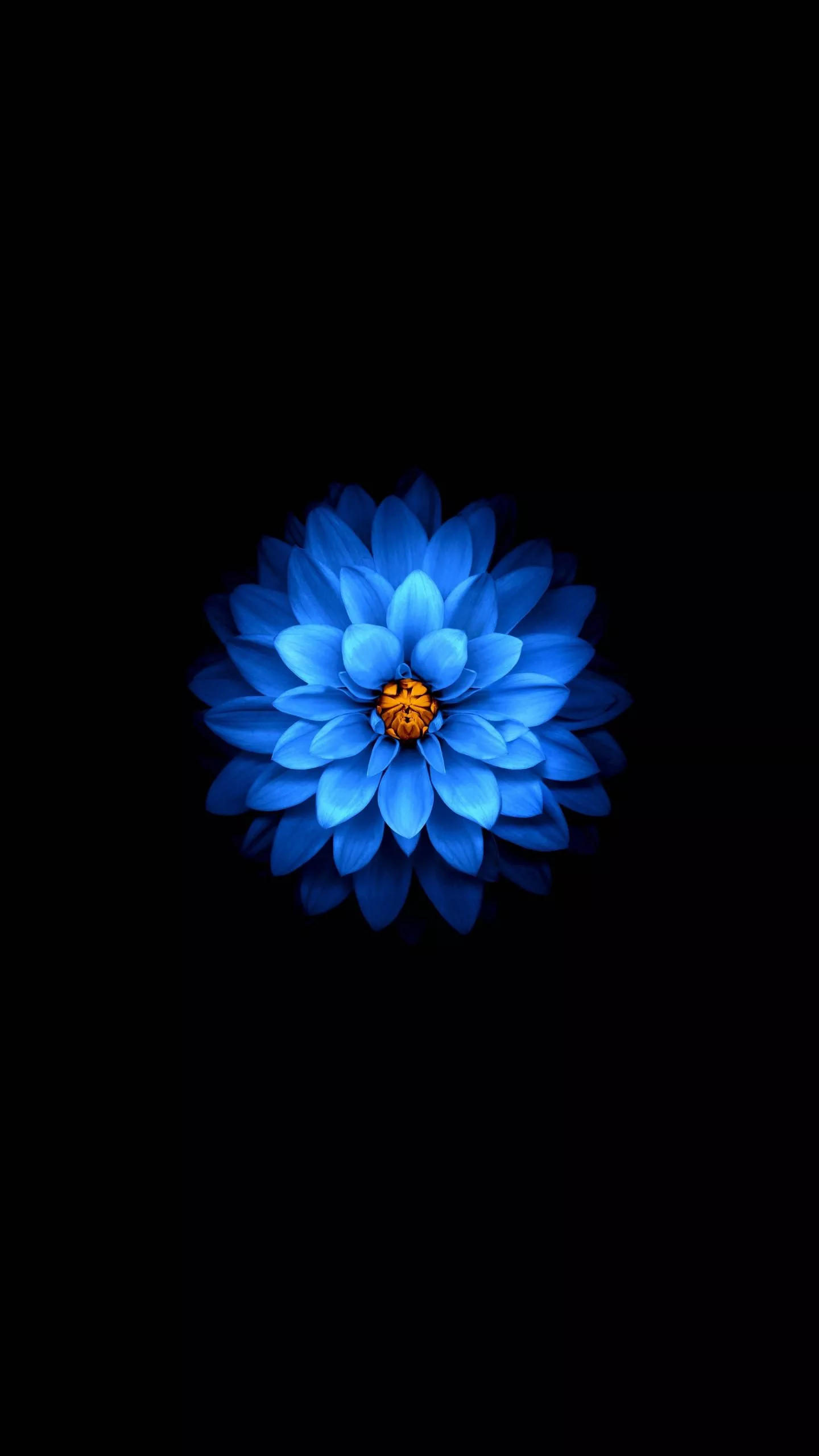 wallpaper 1440x2560 blue flower