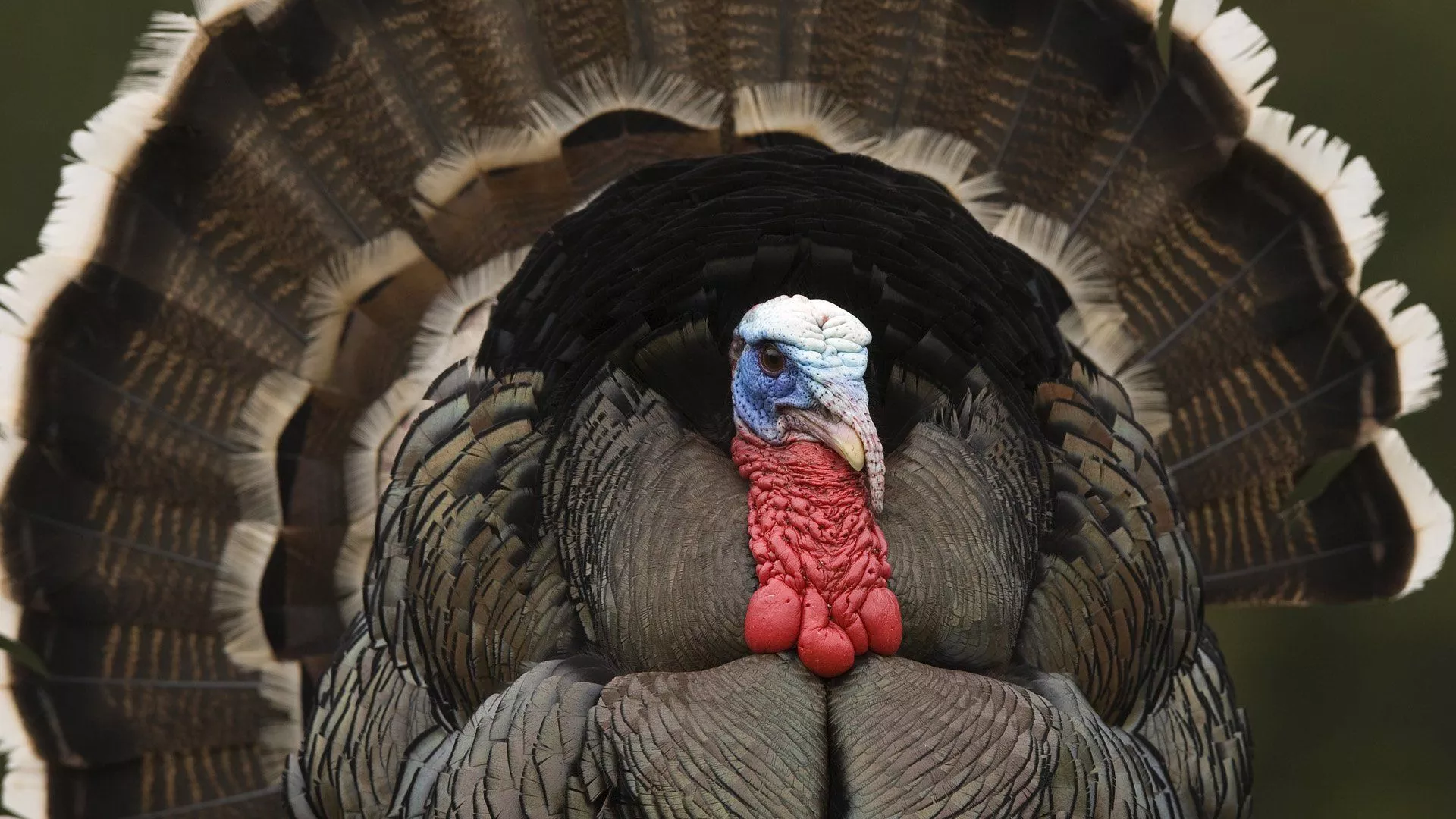 Download Animal Turkey (bird) HD Wallpaper