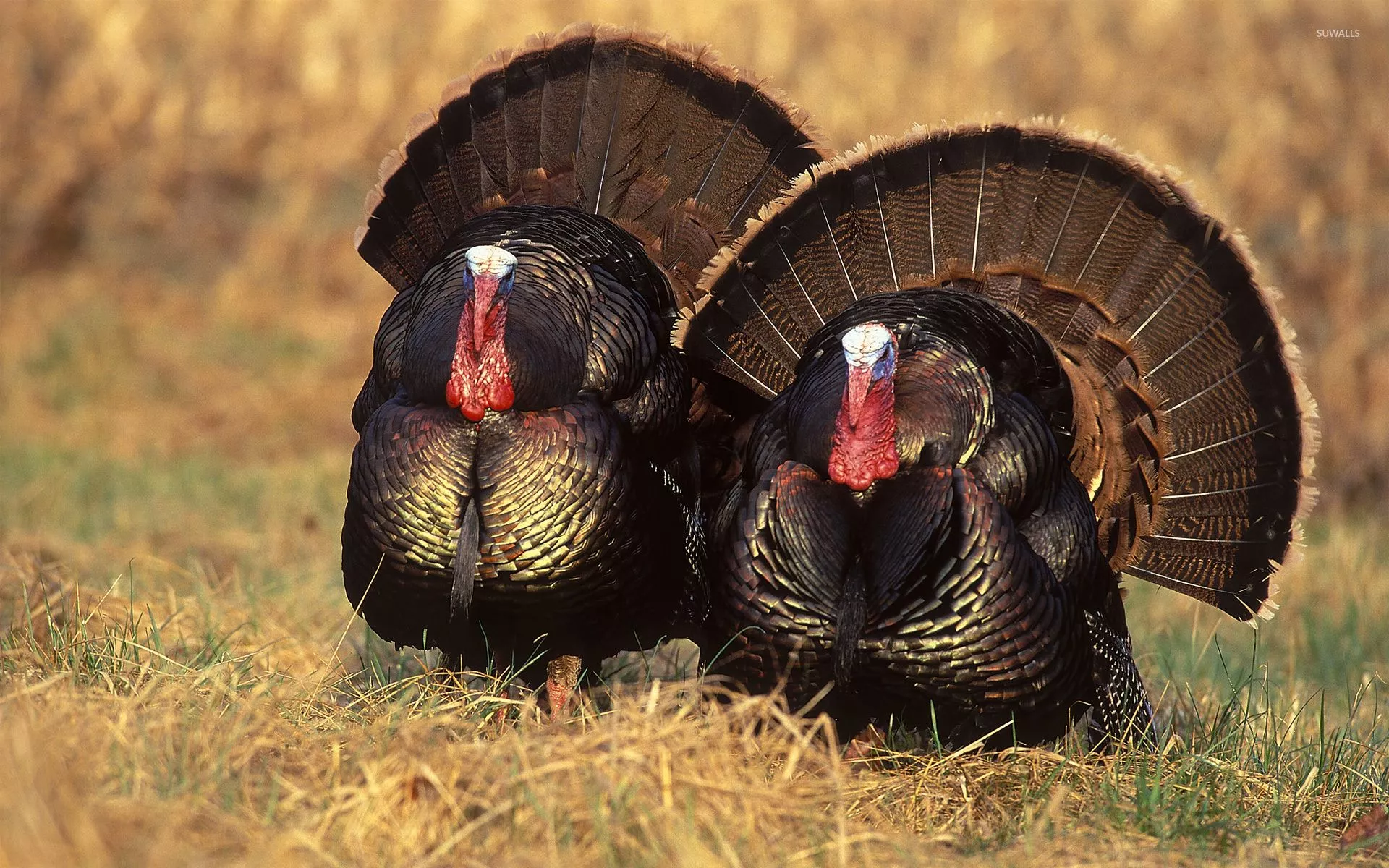 Turkeys wallpaper wallpaper