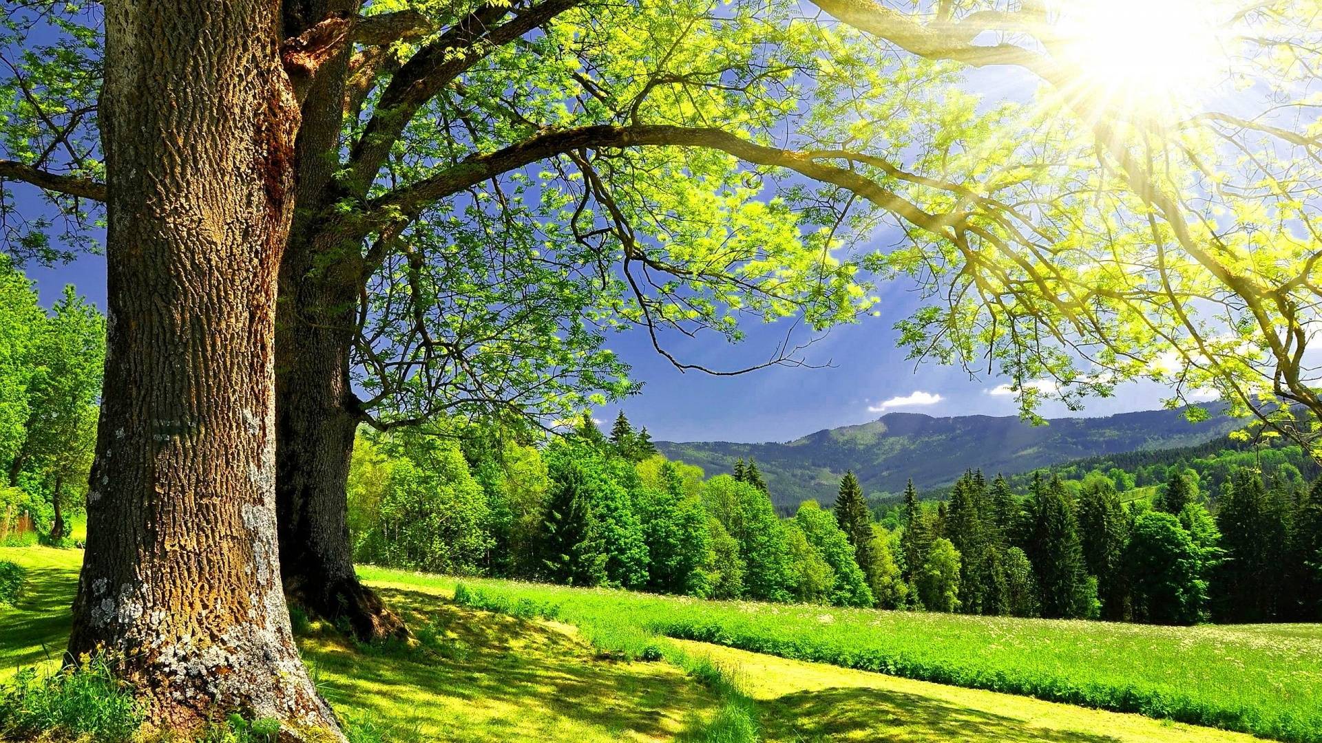 Summer Season Wallpaper Free