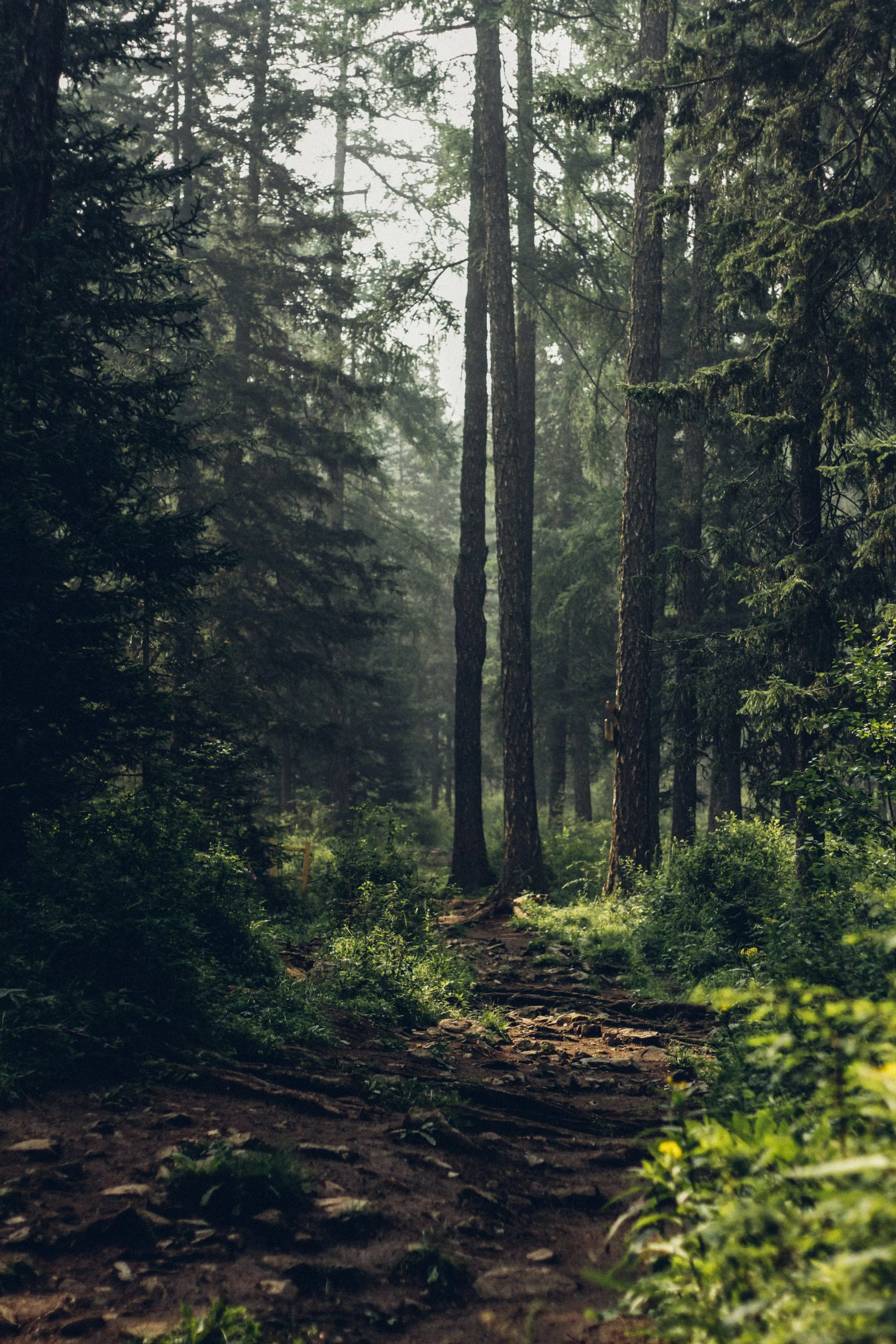 Forest Background Image: Download