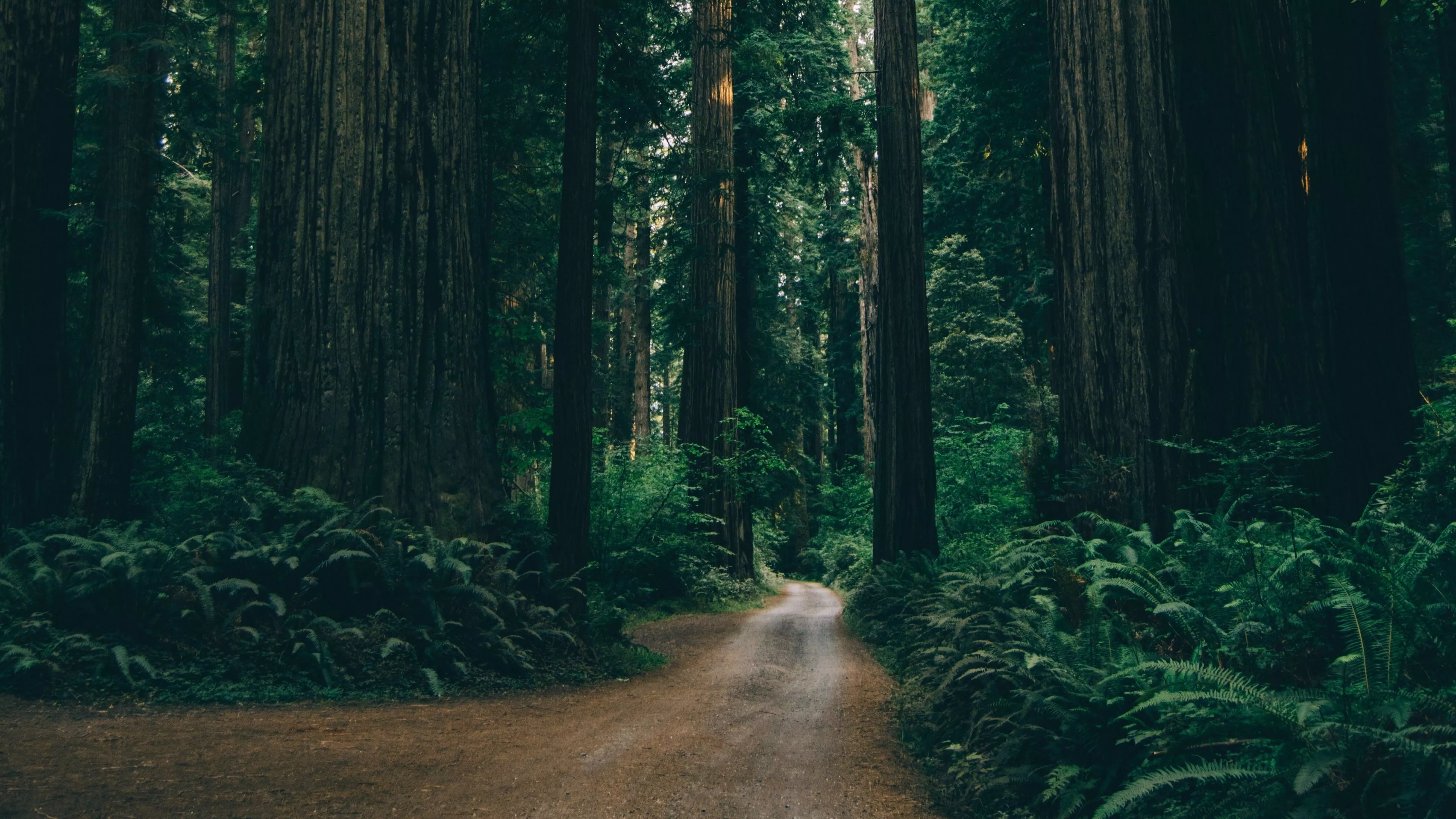 Green Forest Wallpaper