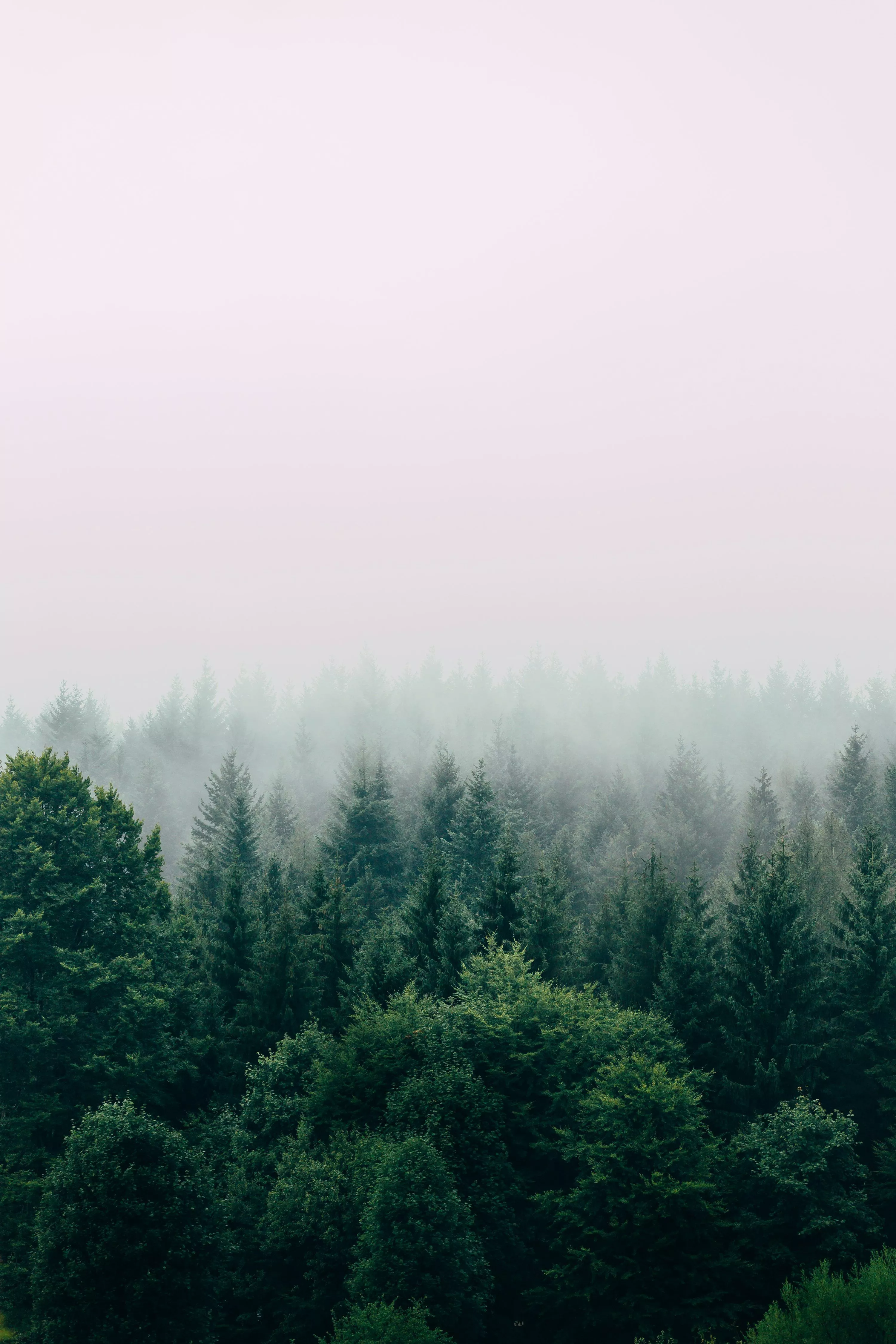 Forest Background Image: Download