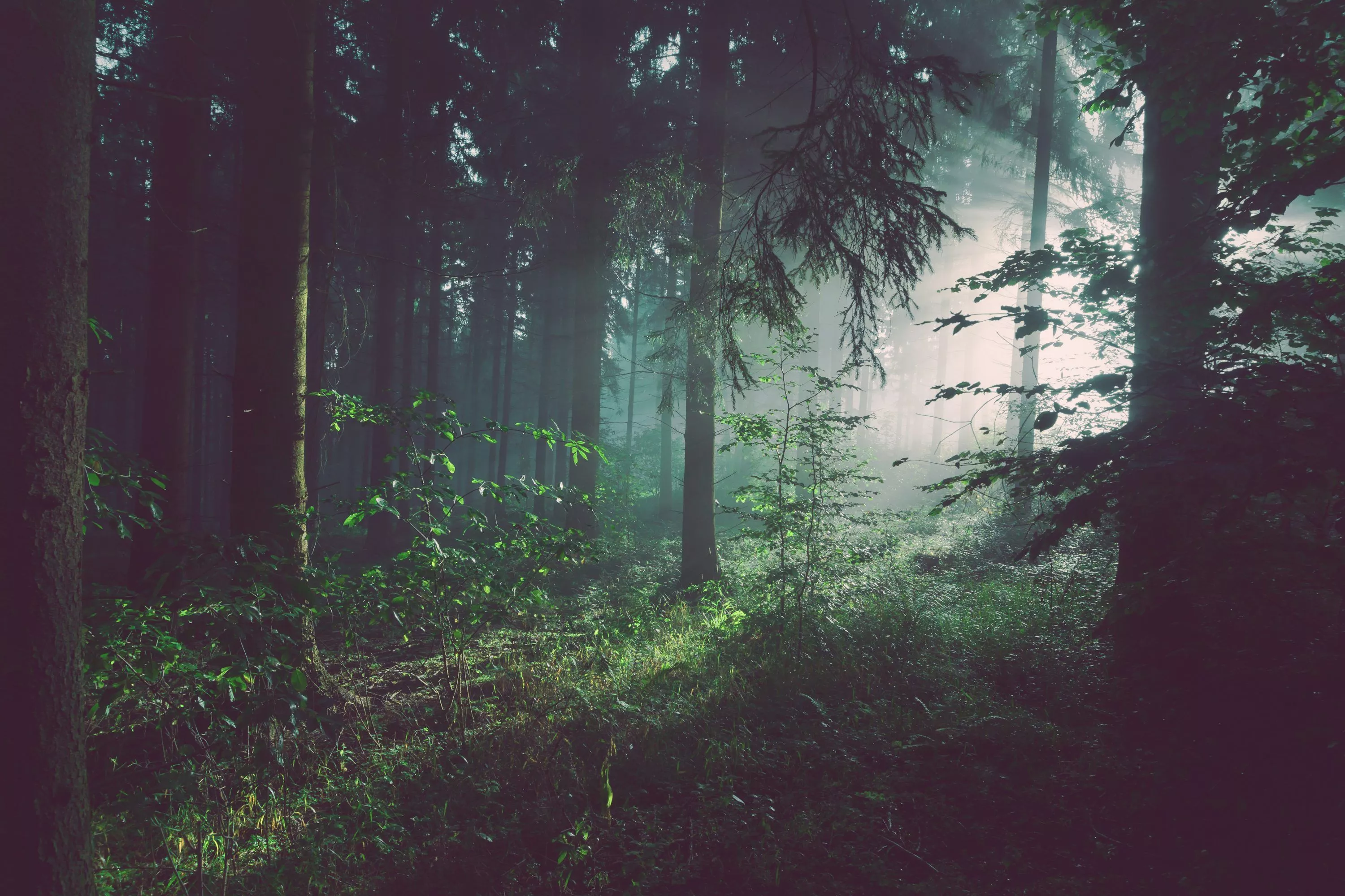 Forest Background Image: Download