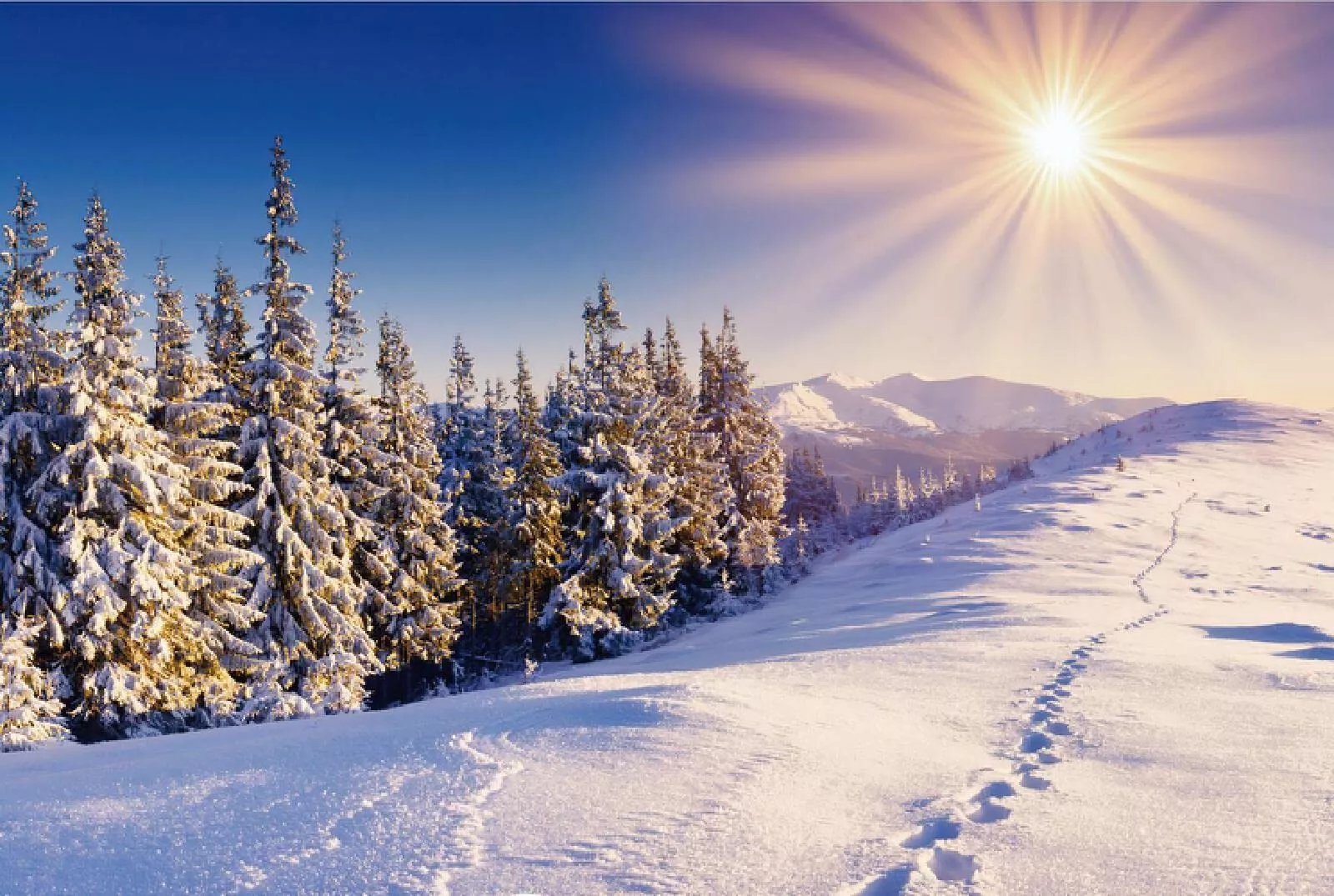 Wall Murals Photo Wall Paper Cedar