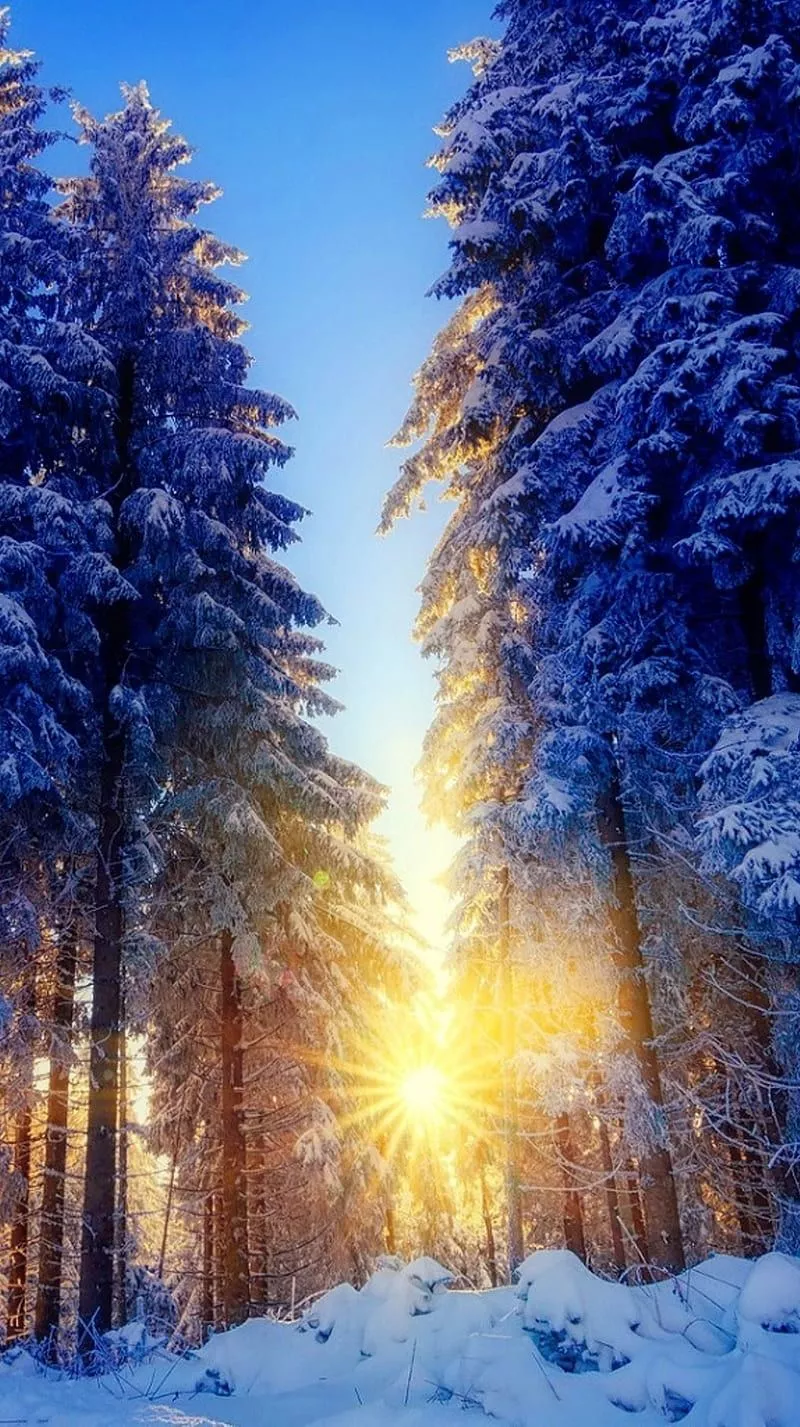sun, trees, HD phone wallpaper