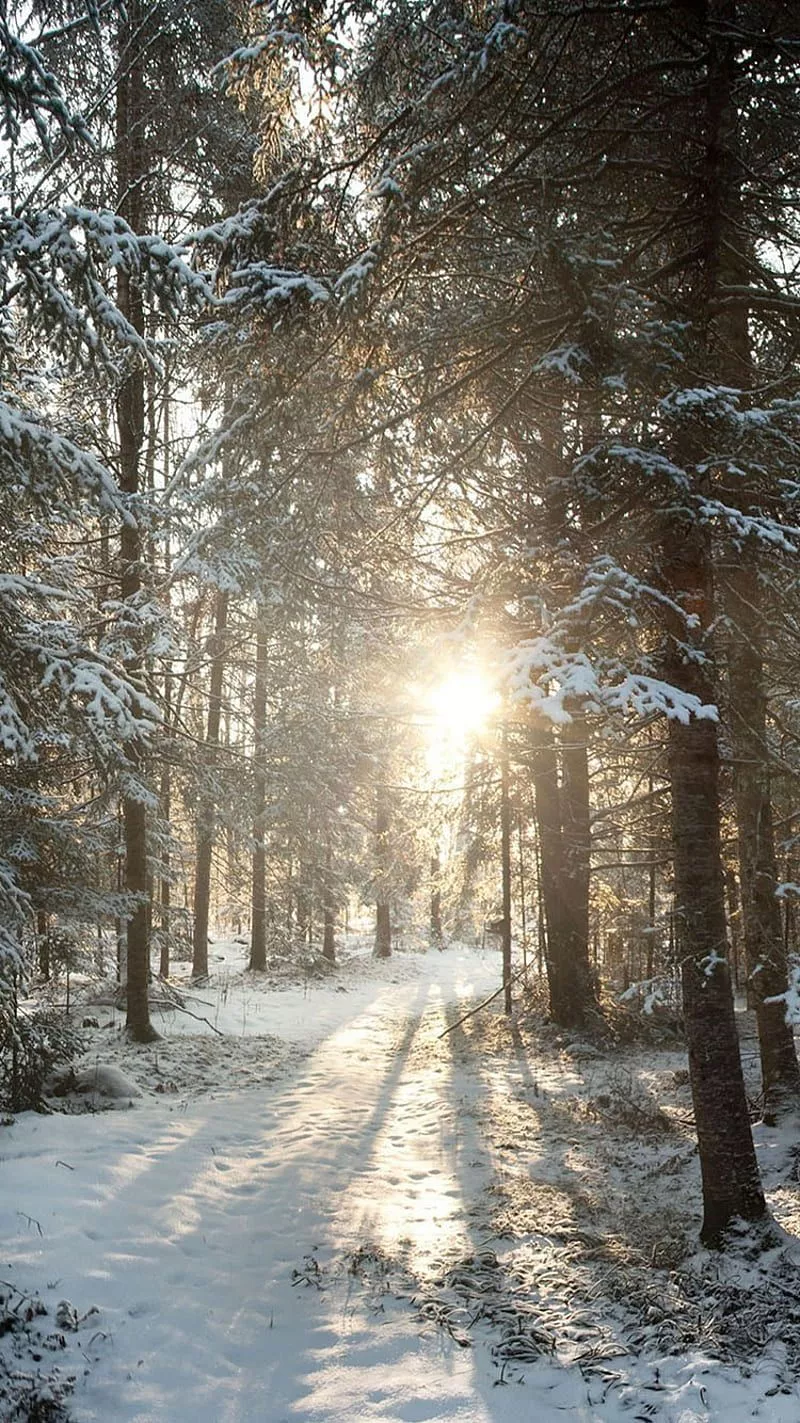 Winter, sun, HD phone wallpaper