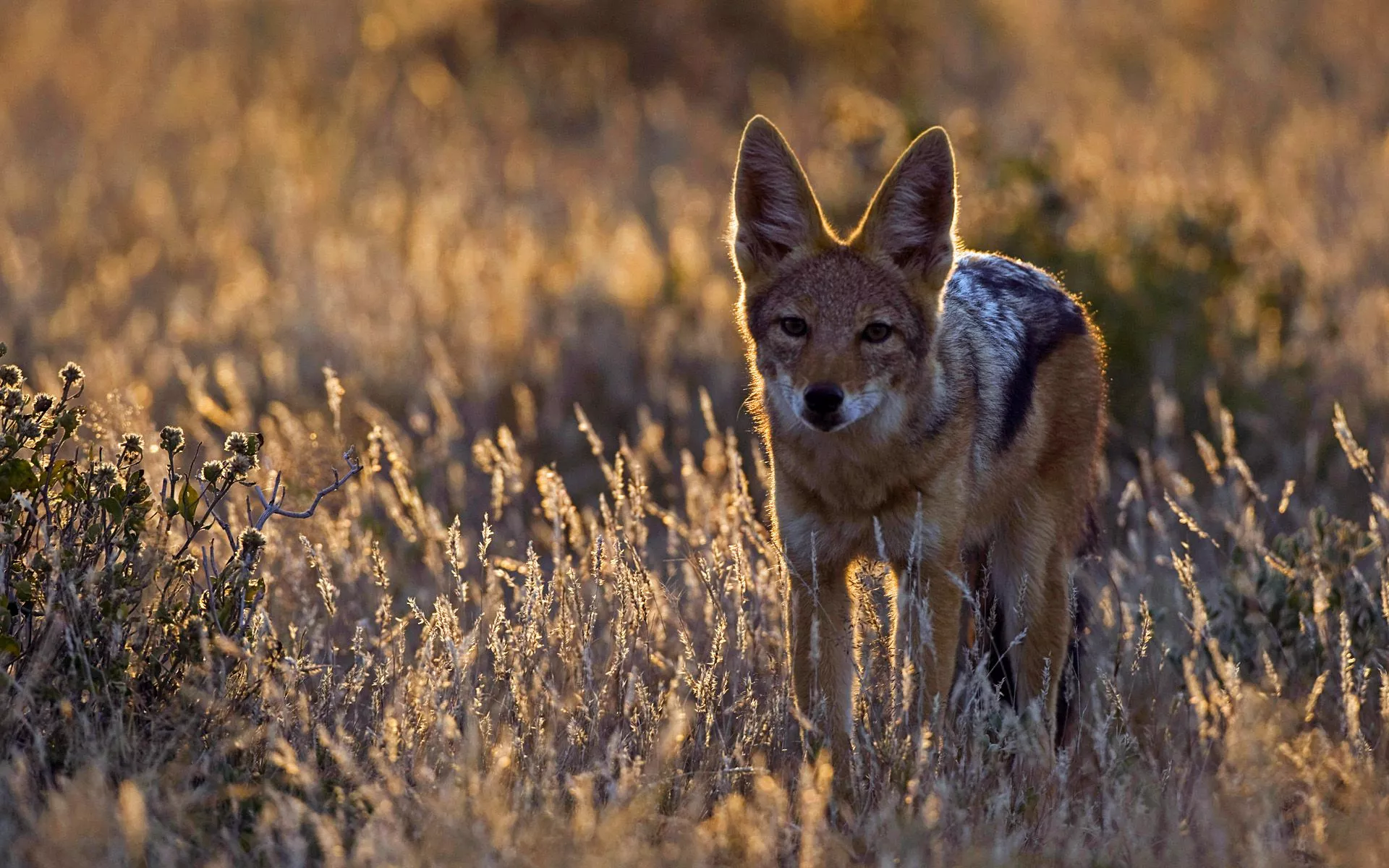 Download Animal Jackal HD Wallpaper