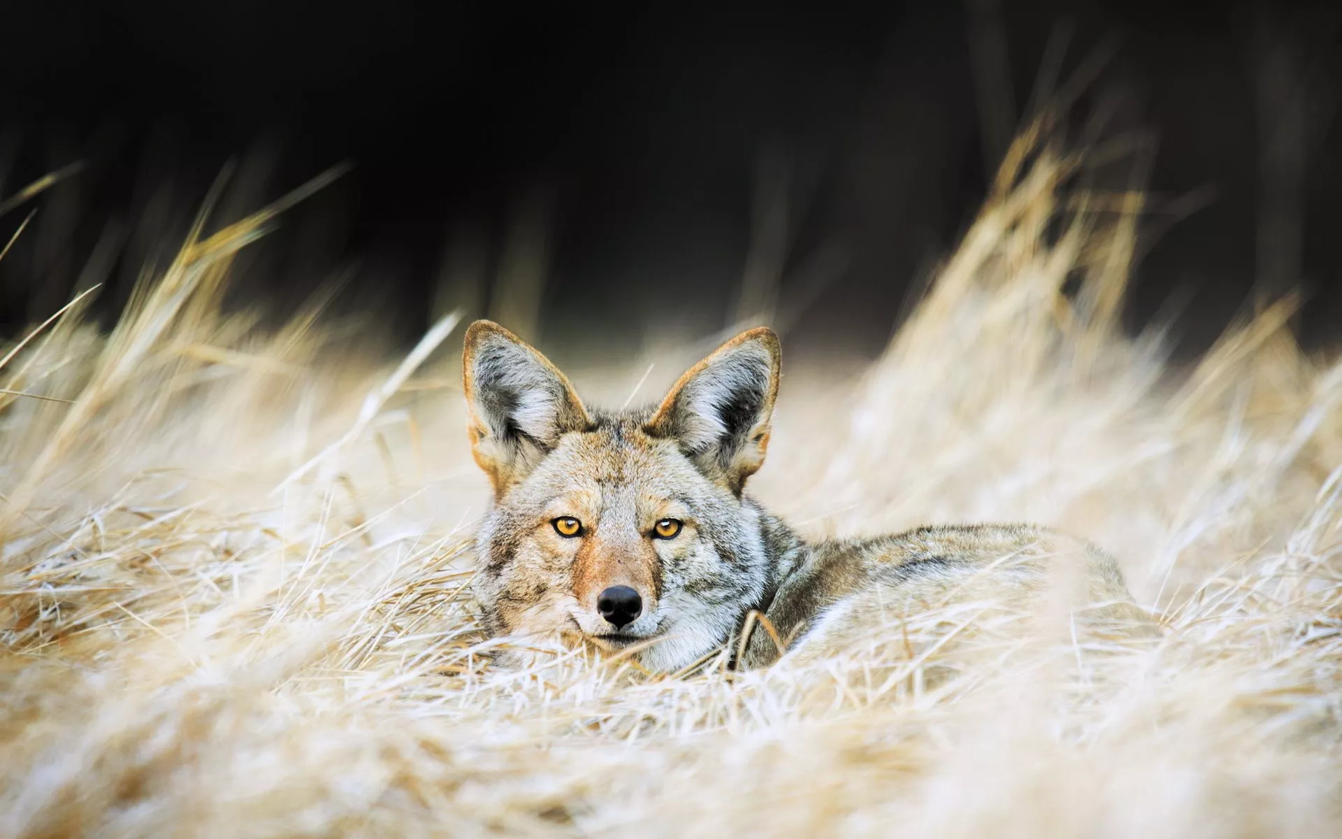 Download Animal Jackal HD Wallpaper