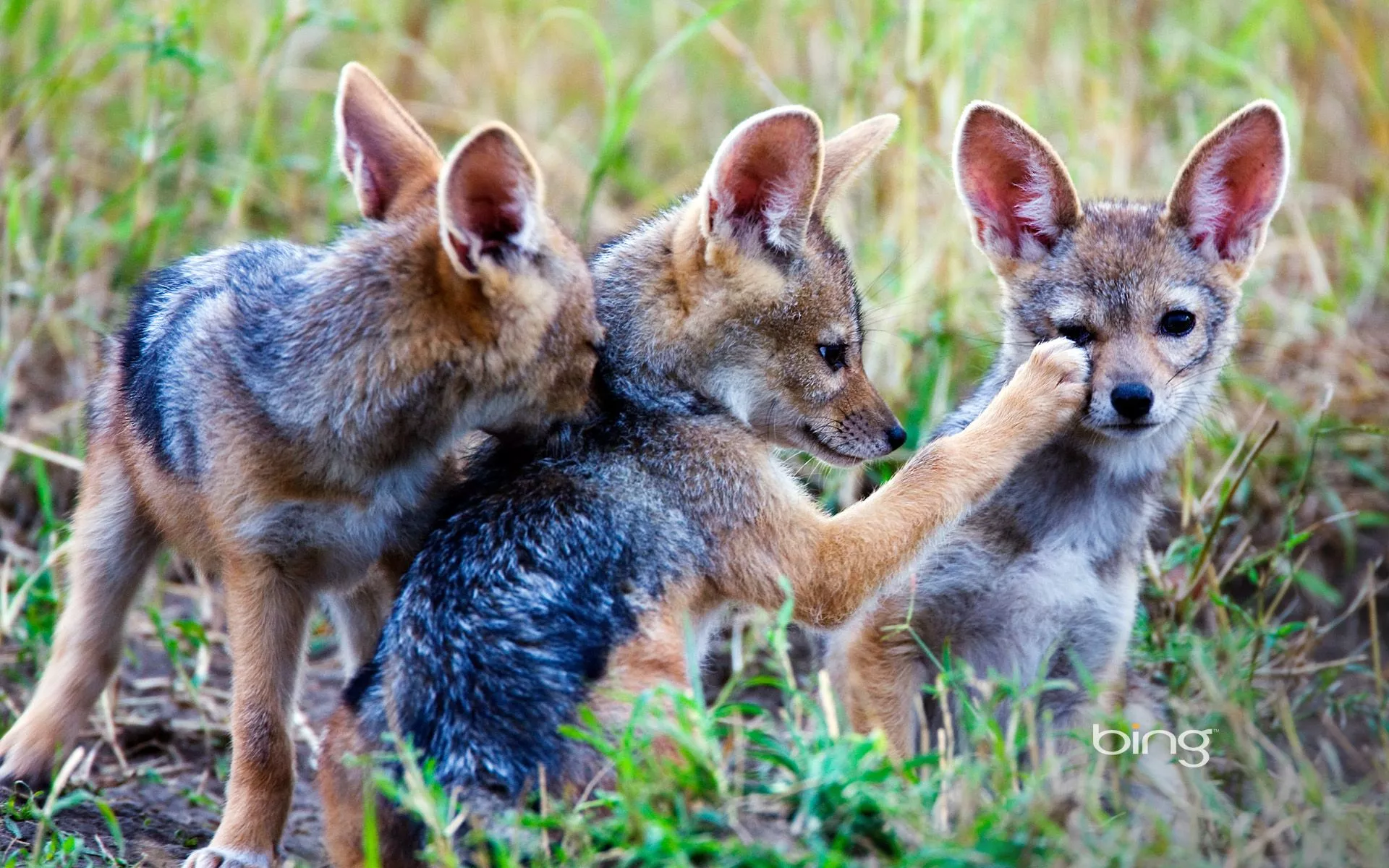 Baby Animal Animal Jackal HD Wallpaper