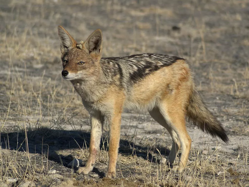 Free Jackal Wallpaper download