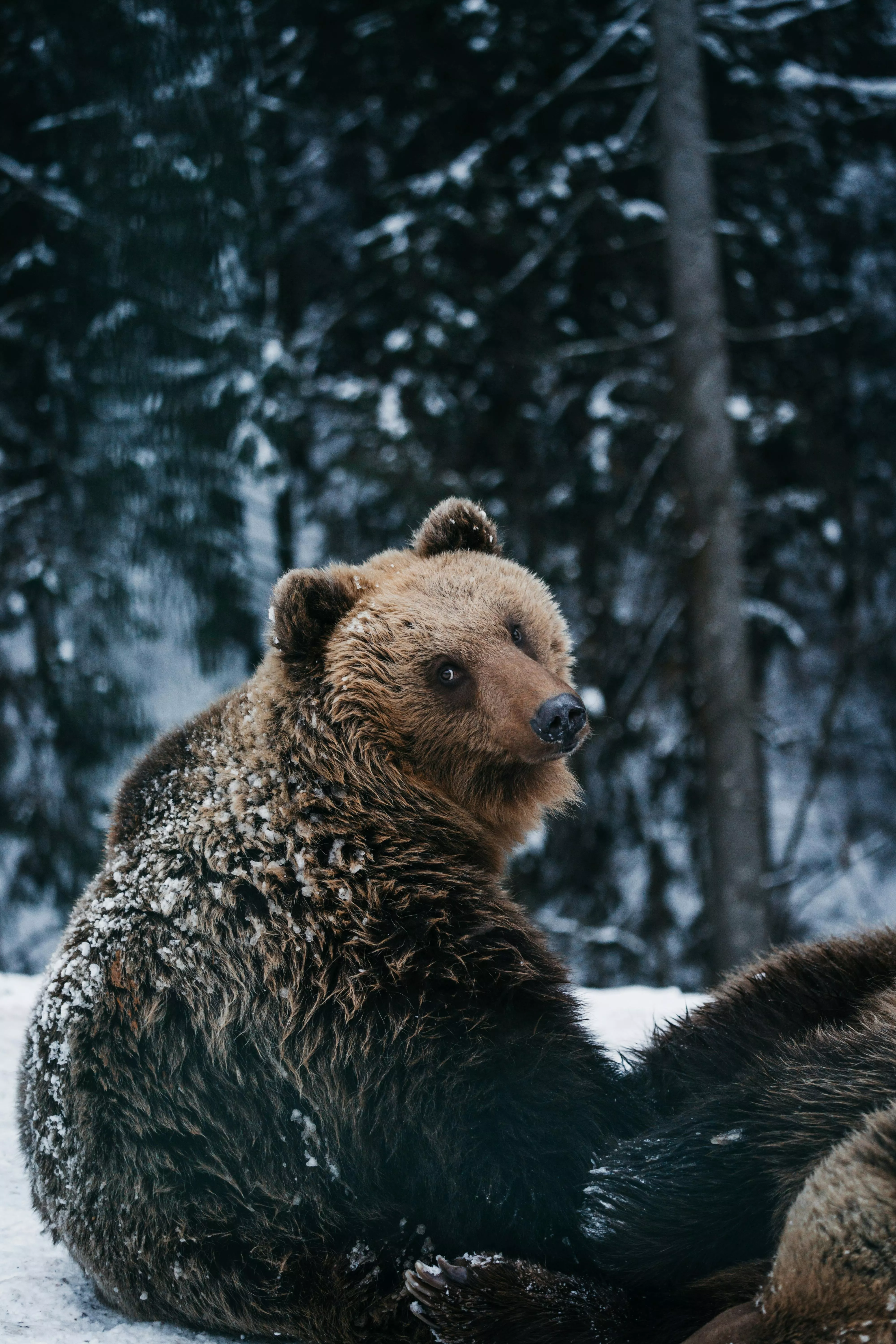 Brown Bear Photo, Download The BEST