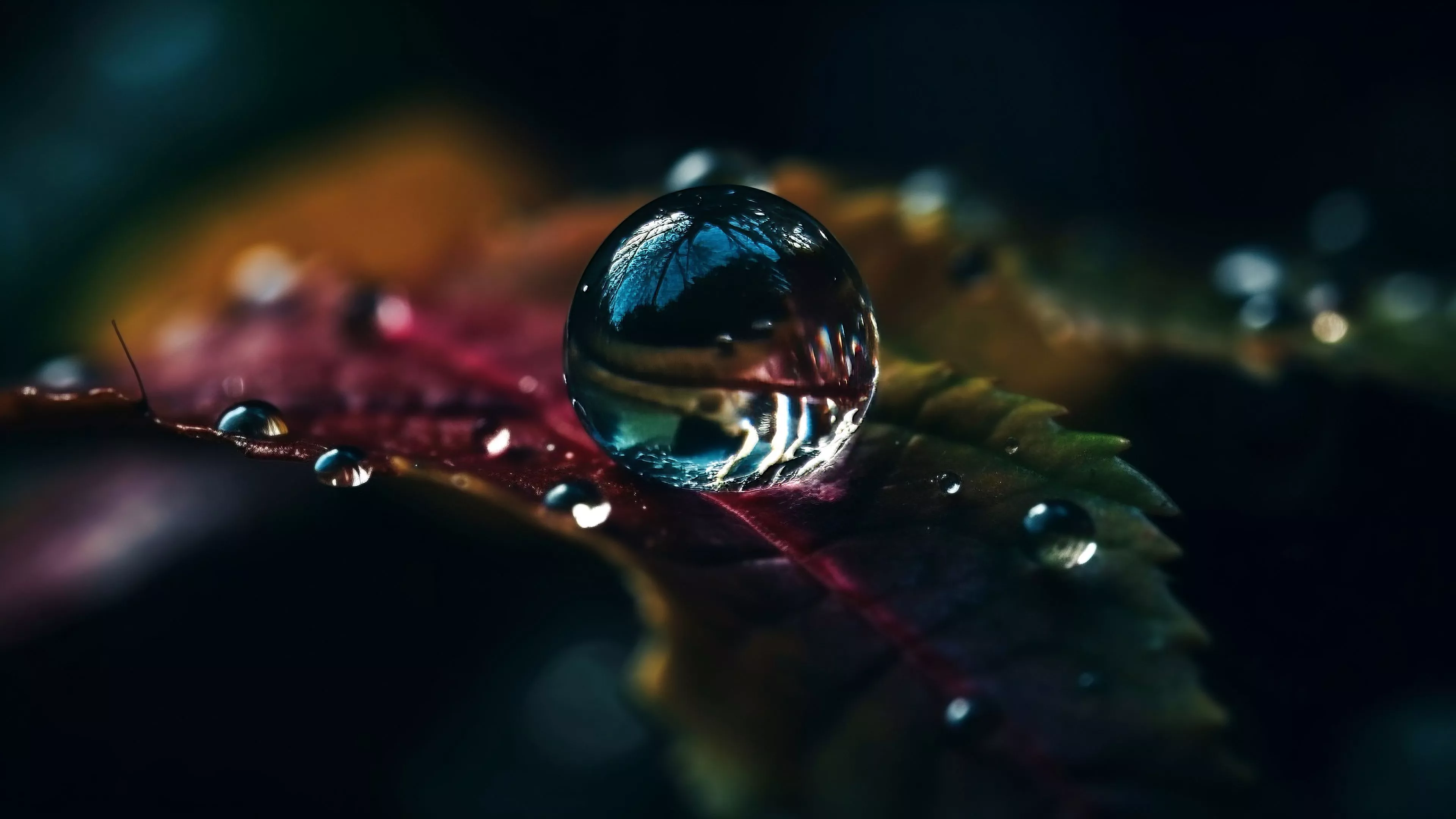 closeup view water drops on leaf macro