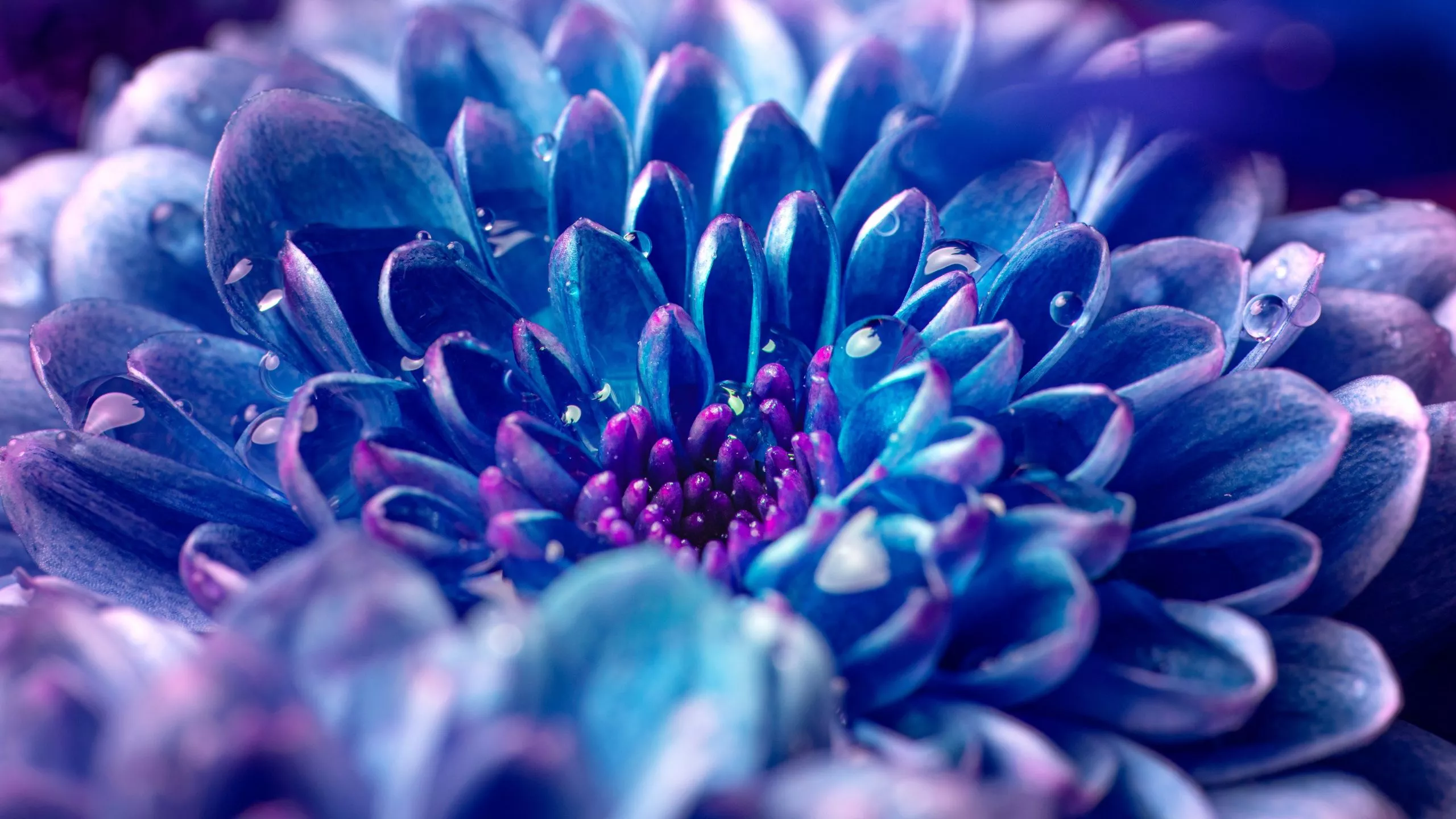 Blue flower Wallpaper 4K, Macro, Vivid