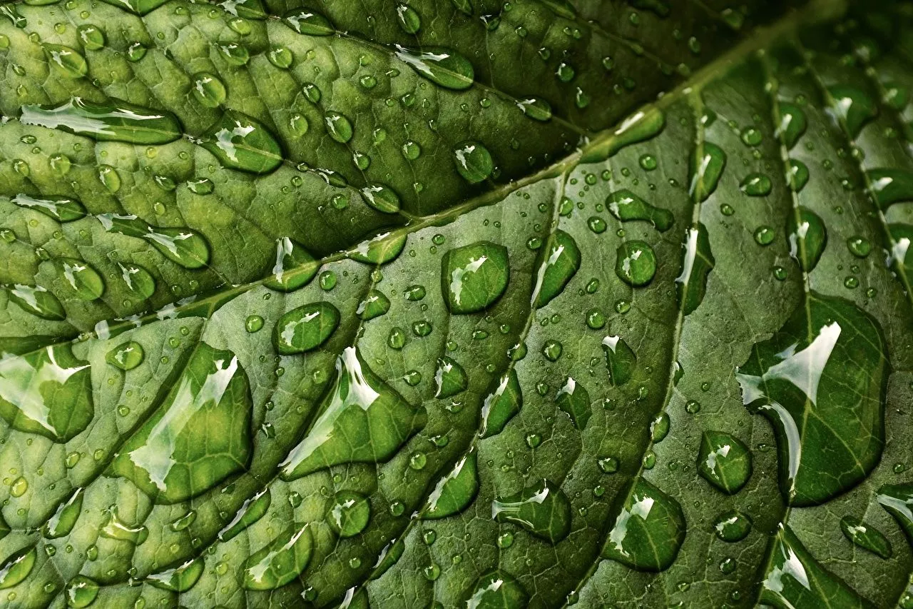 Desktop Wallpaper Leaf Texture Green