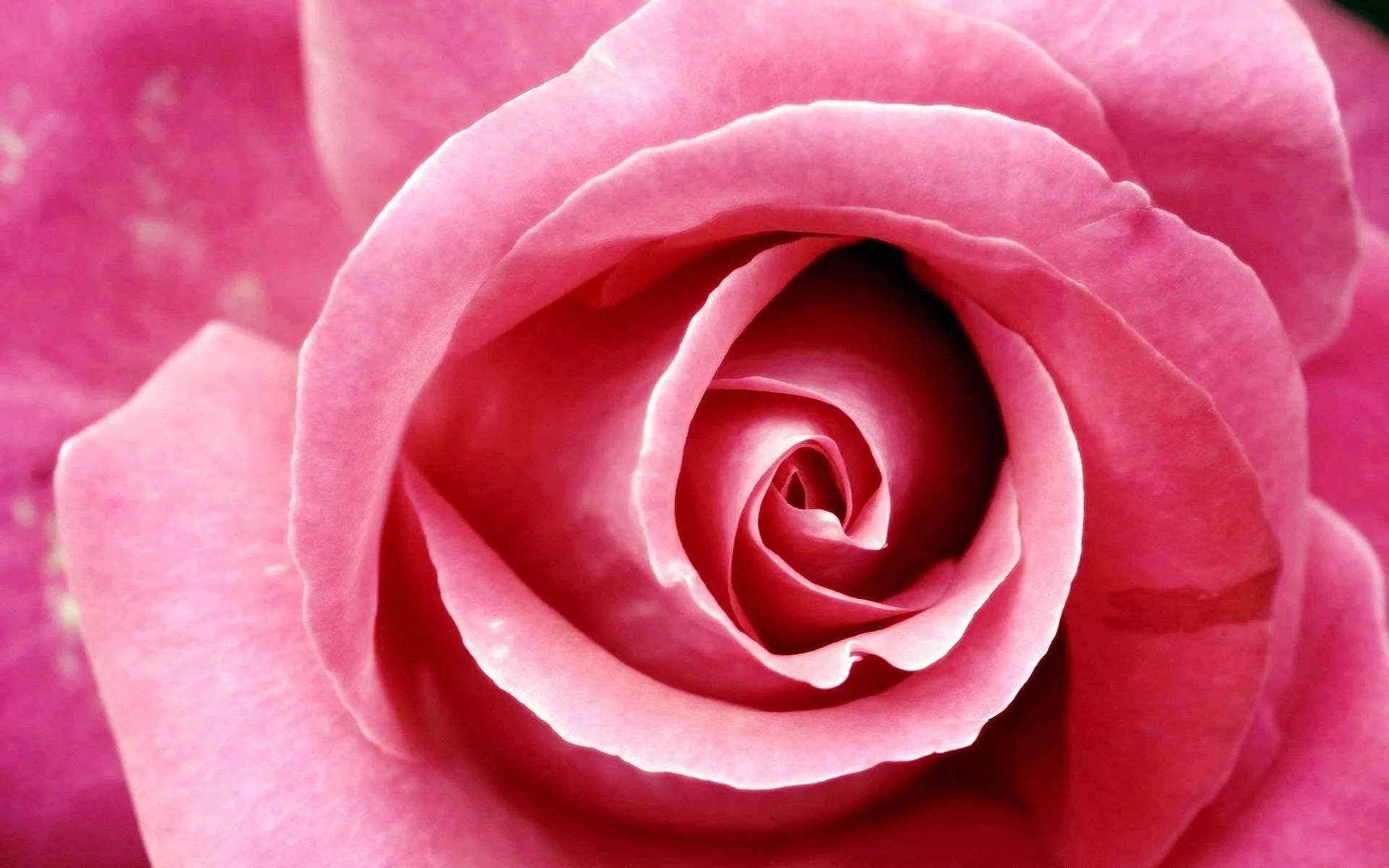 Close Up Shot Pink Beautiful Rose HD