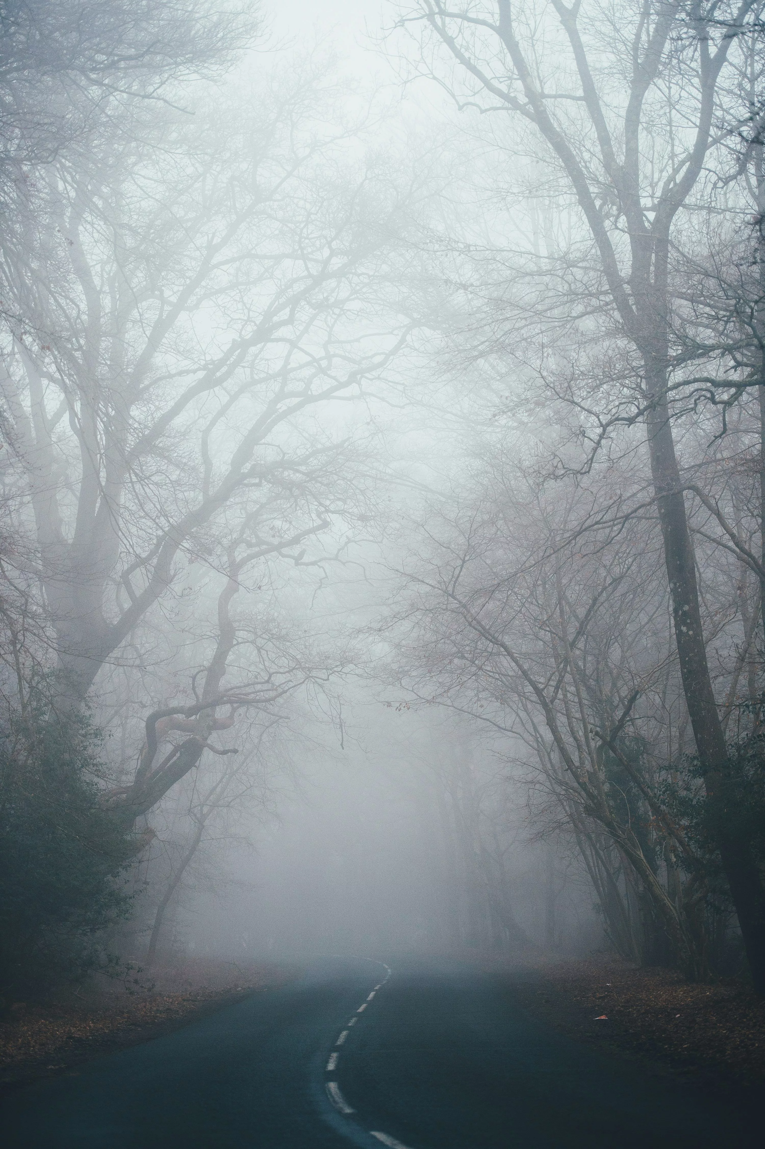 Fog Picture. Download Free