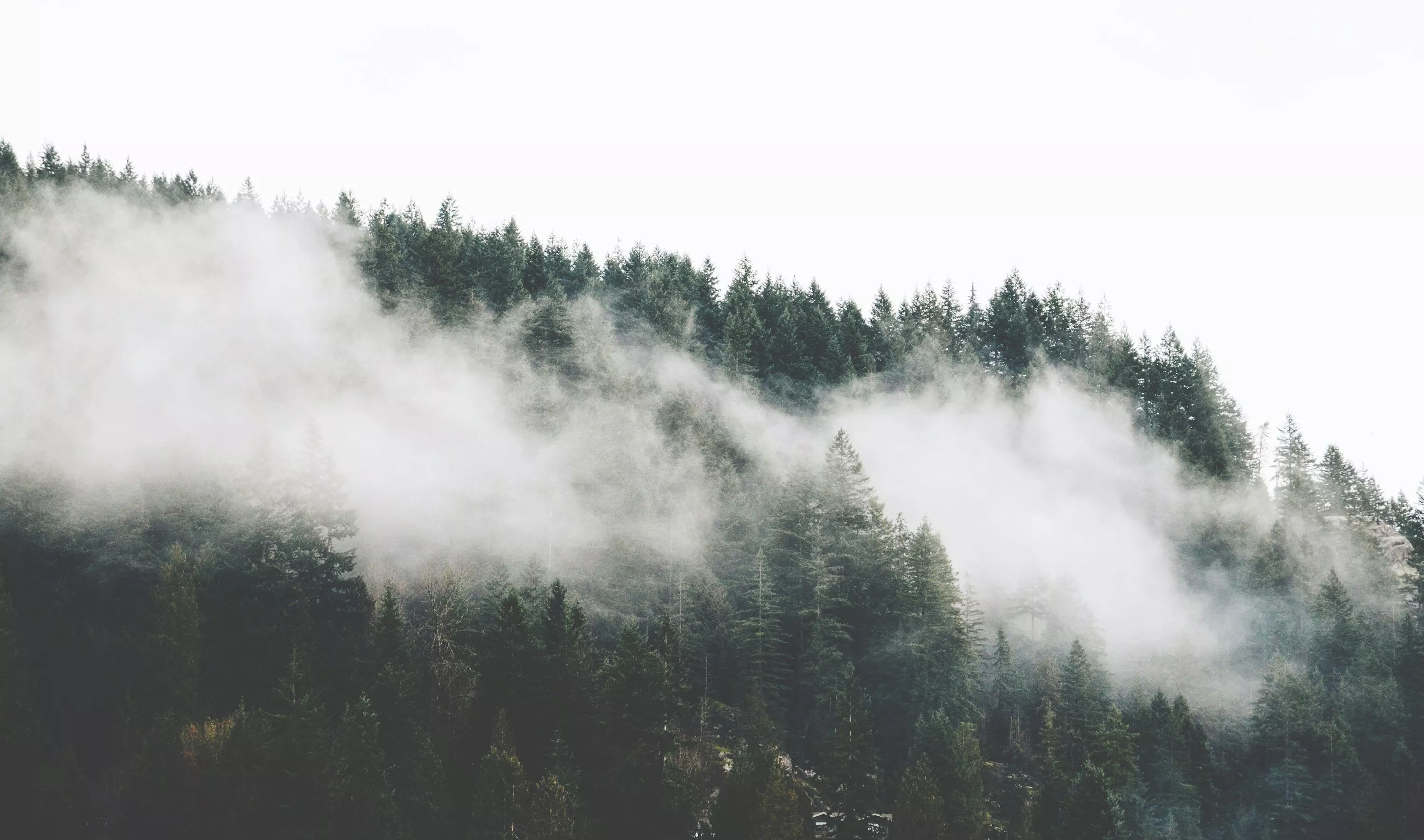 Nature Fog Picture. Download Free