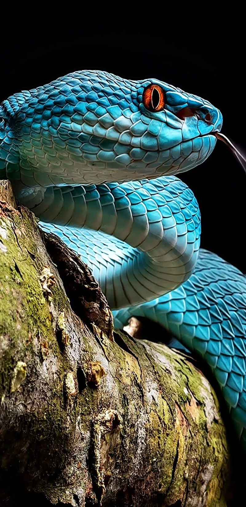 serpent, snakes, viper, HD